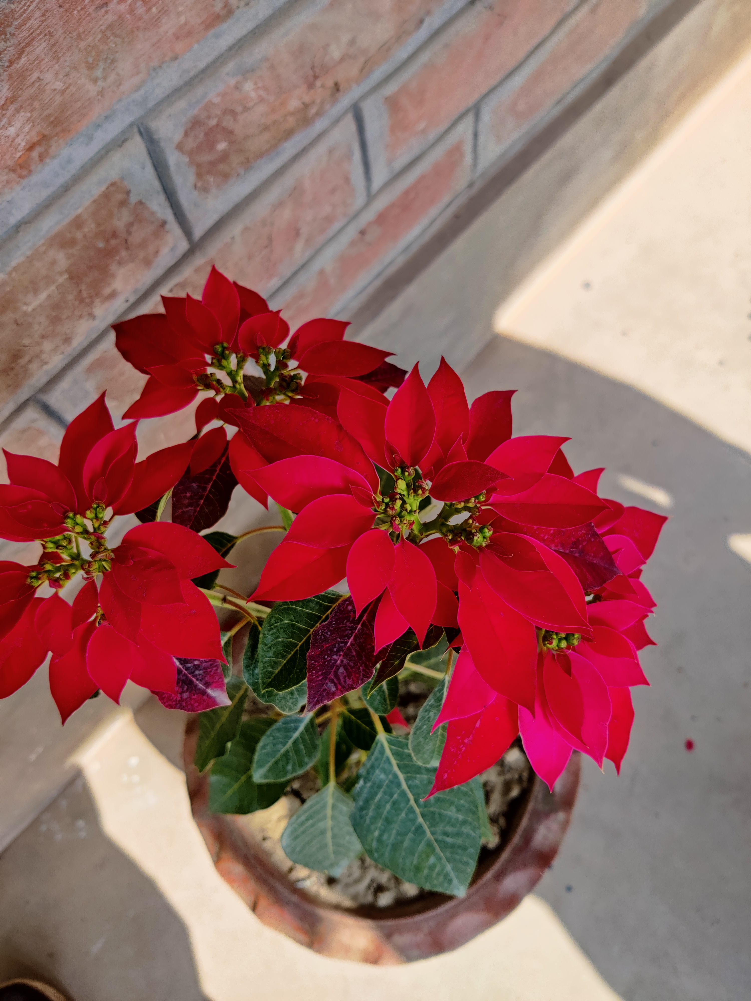 IMG_20220103_121120.jpg
