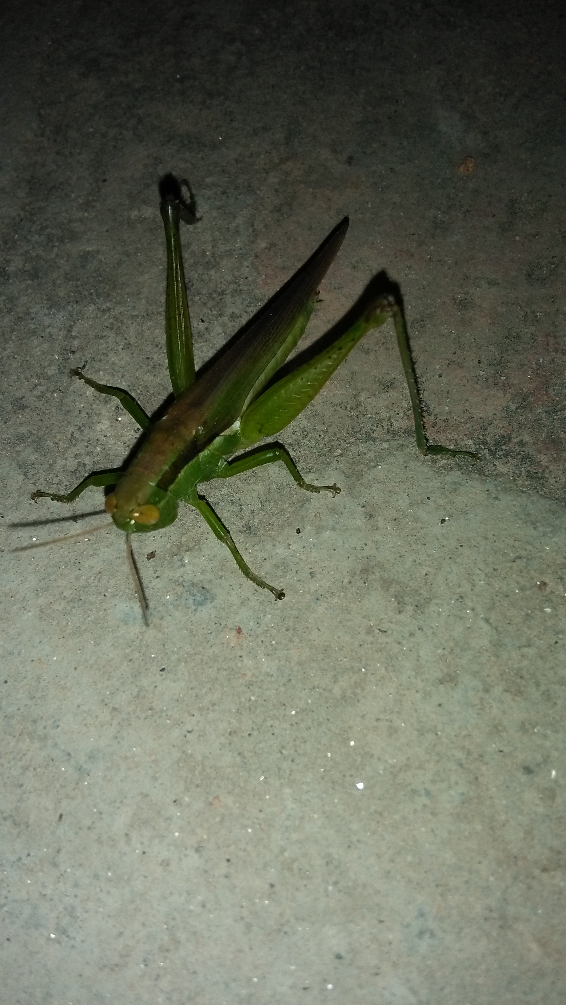 IMG20180827214816.jpg