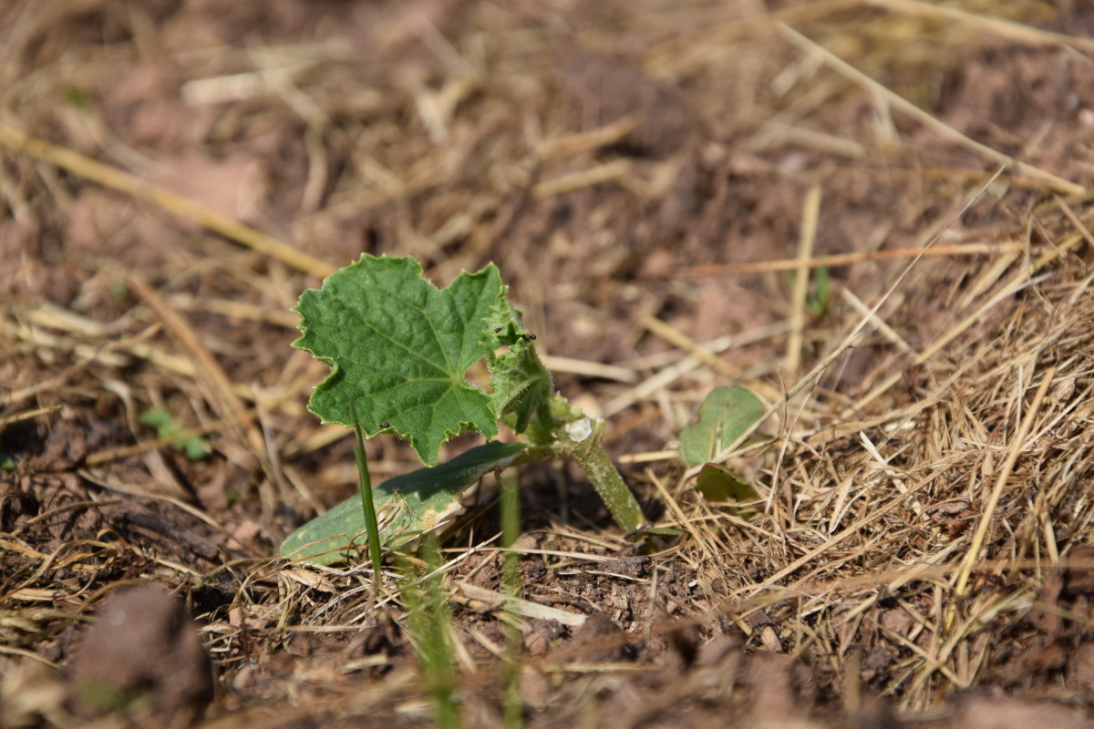 DSC_0074_1200.JPG