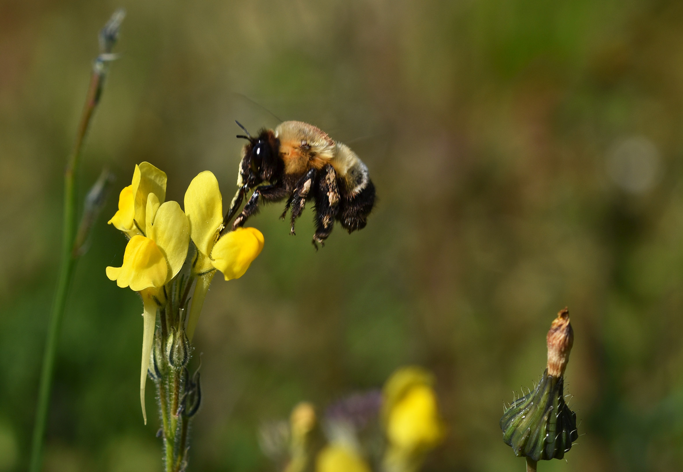 bee flower feed.jpg