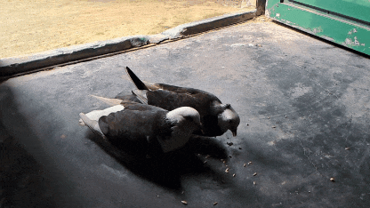 1000077177.gif