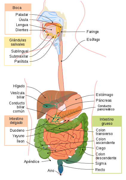 422px-Digestive_system_diagram_es.svg.png