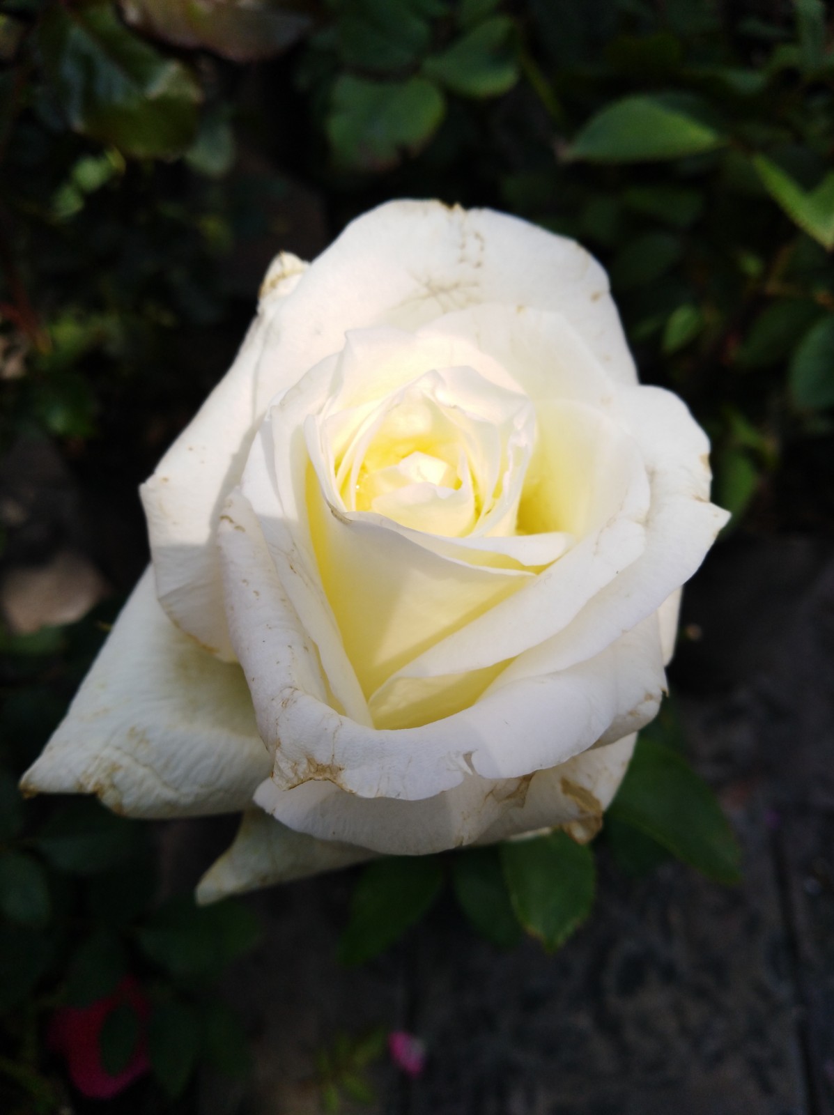Introduzir imagem 63+ imagen cultivo la rosa blanca en julio como en ...