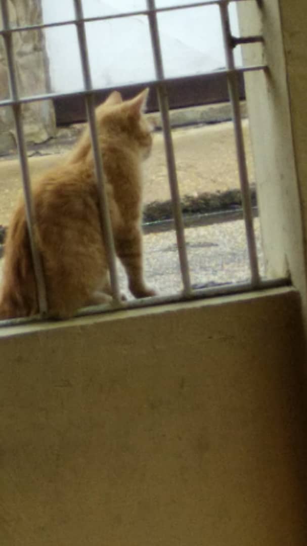 lookin out.jpeg