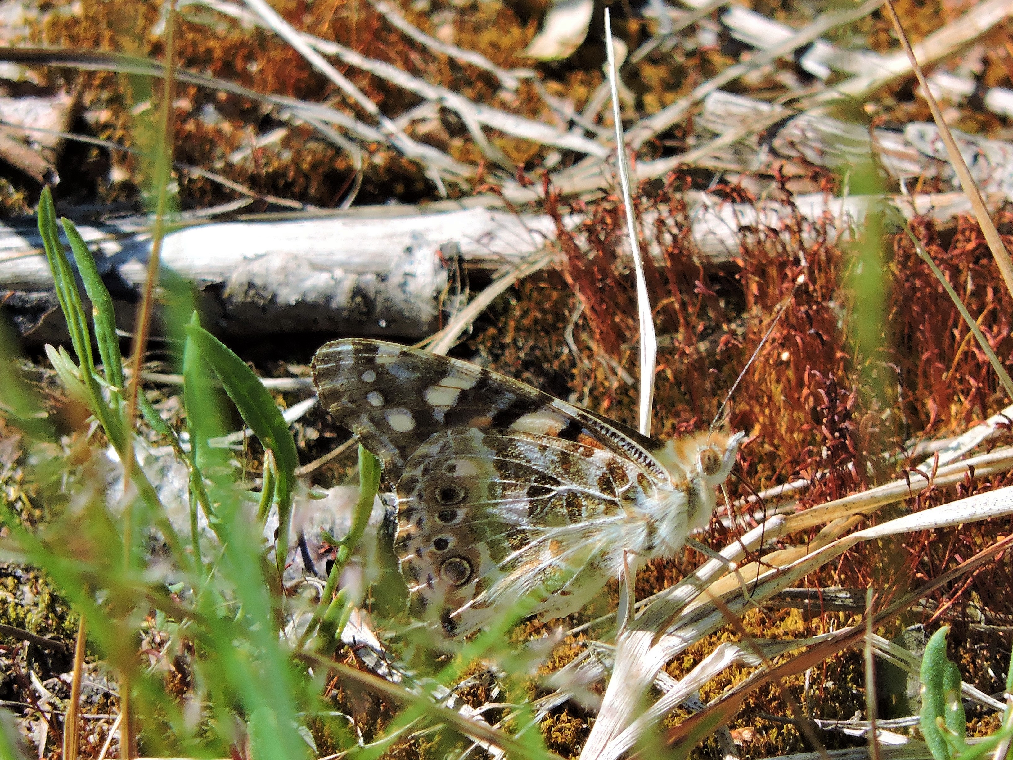 DSCN4642.JPG