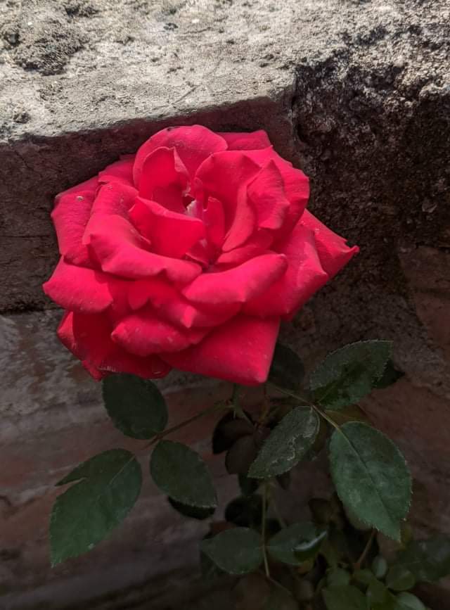 1100a1a3528cee6e0686001bf00f0d8e.0.jpg