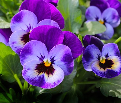 pansy-327188__340.jpg