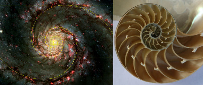 Fibonacci-sequence-in-nature.jpg