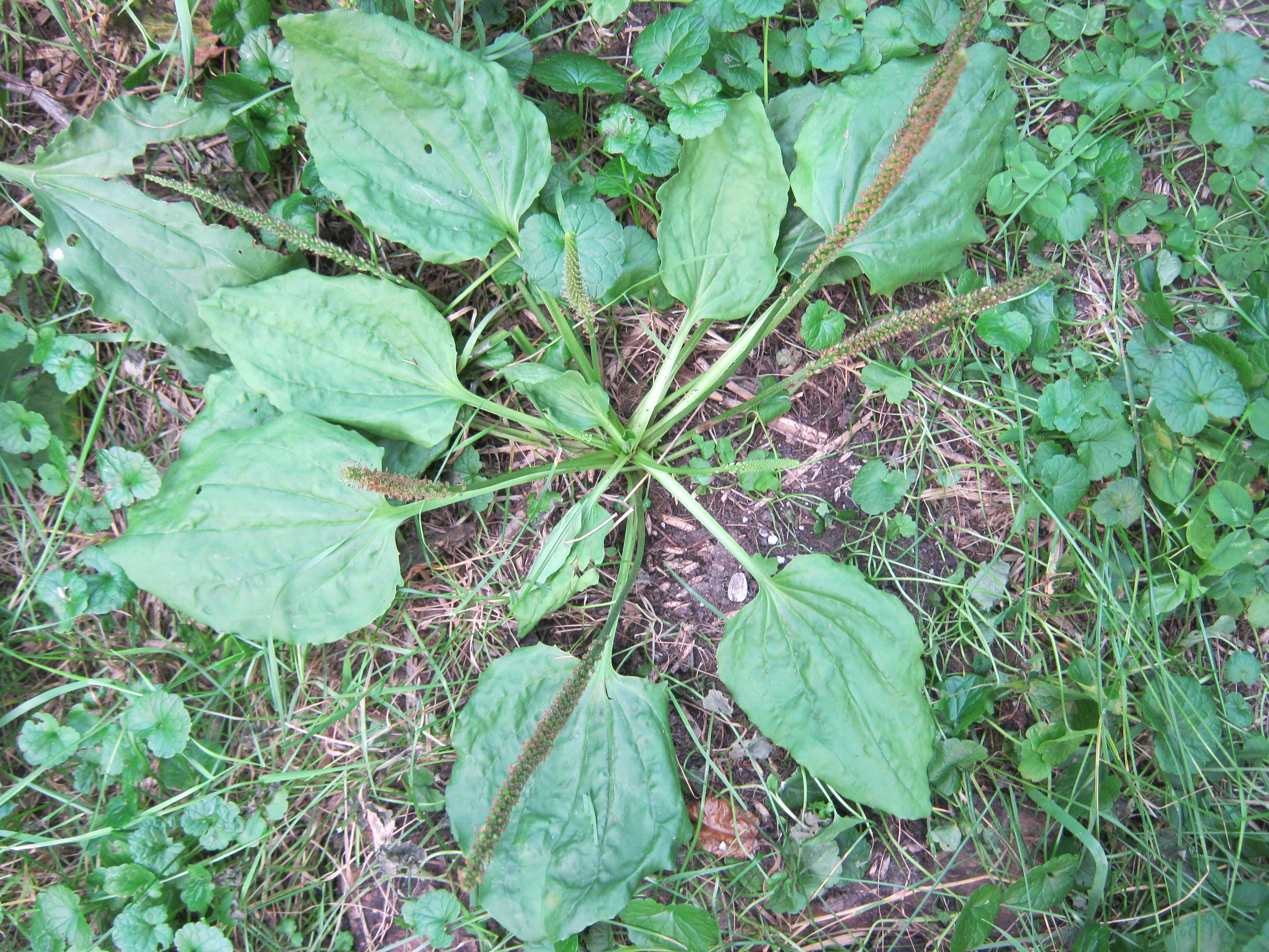 Plantain.JPG