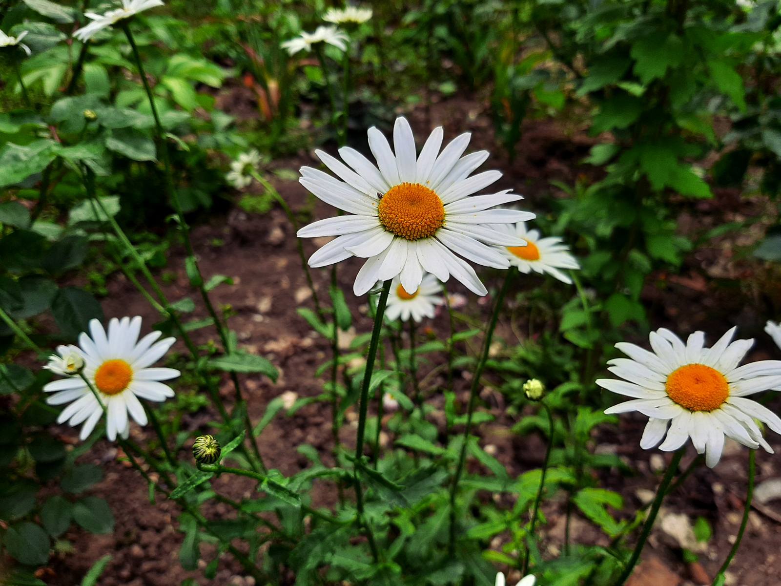 daisies.jpg