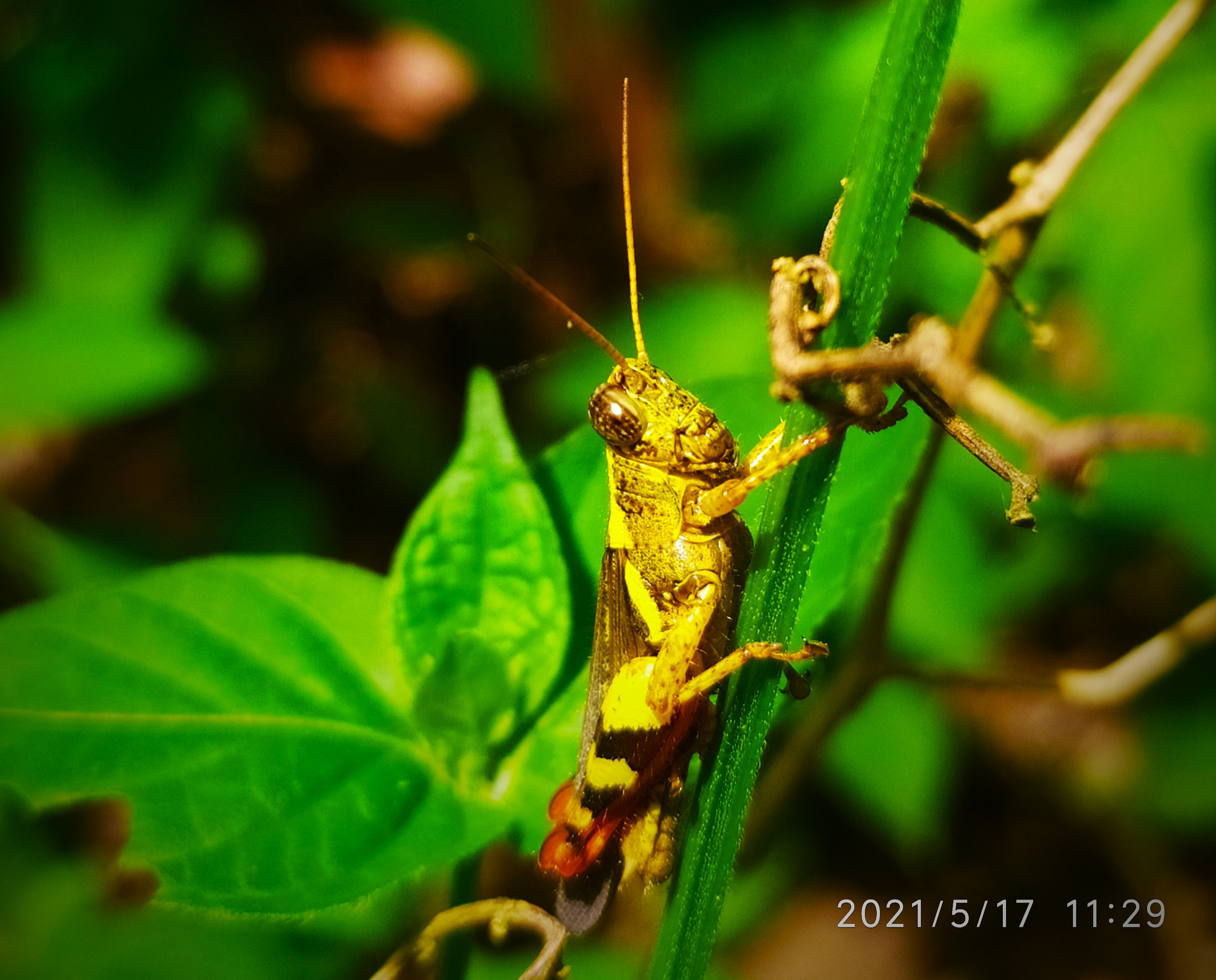 IMG_20210517_114659.jpg