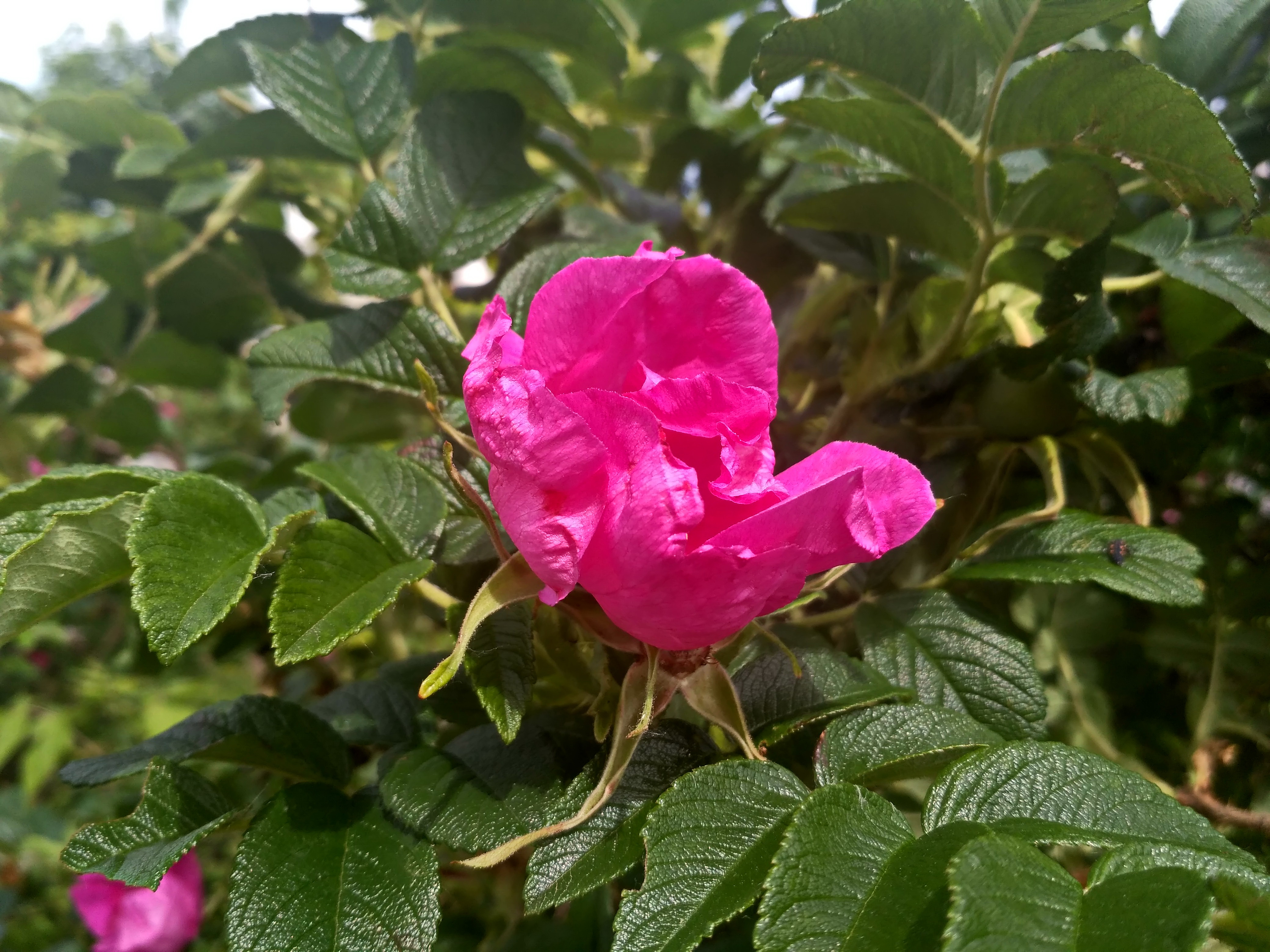 IMG_2019-06-01_102423_HDR.jpg