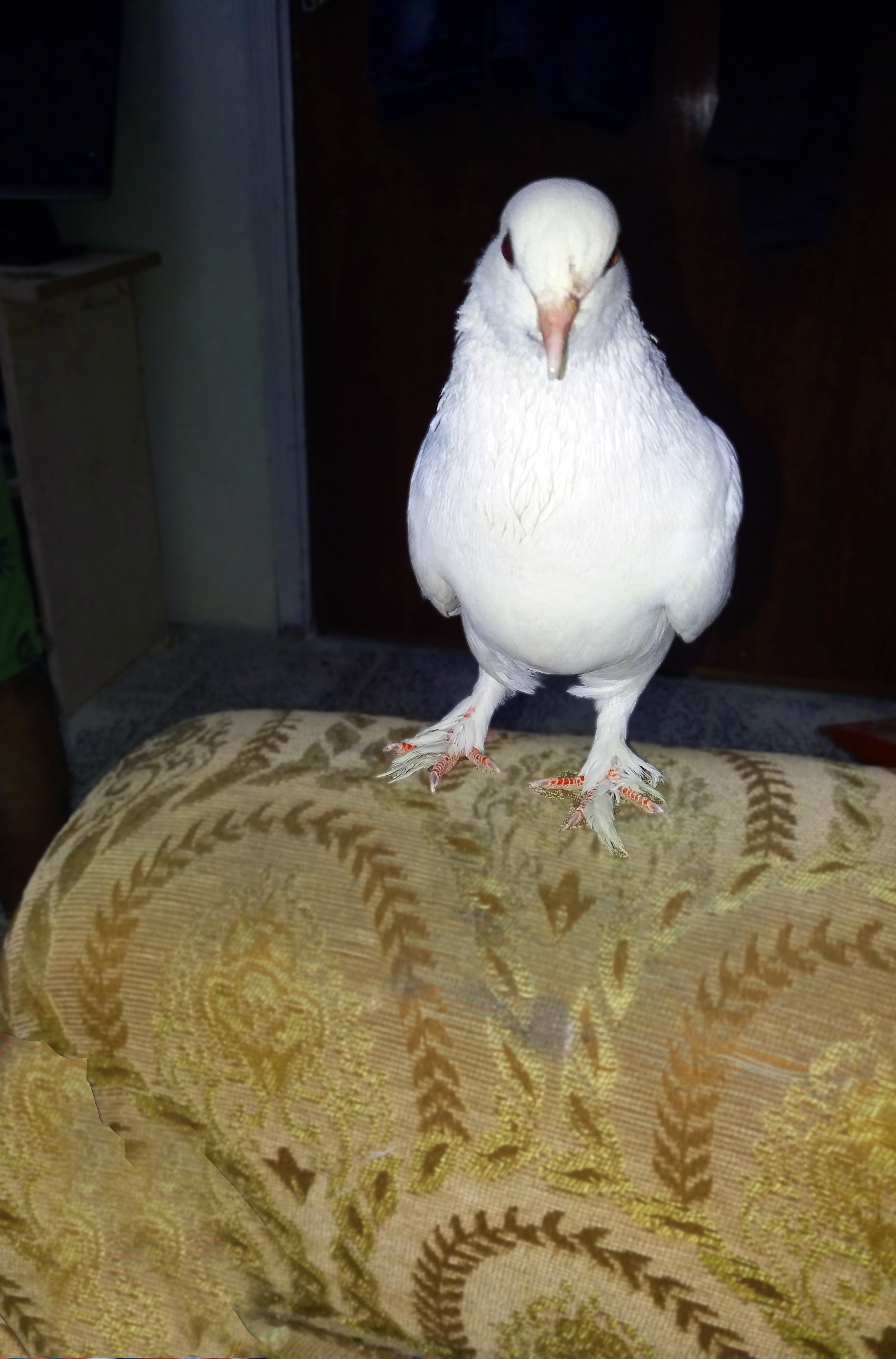 20180327_215658.jpg