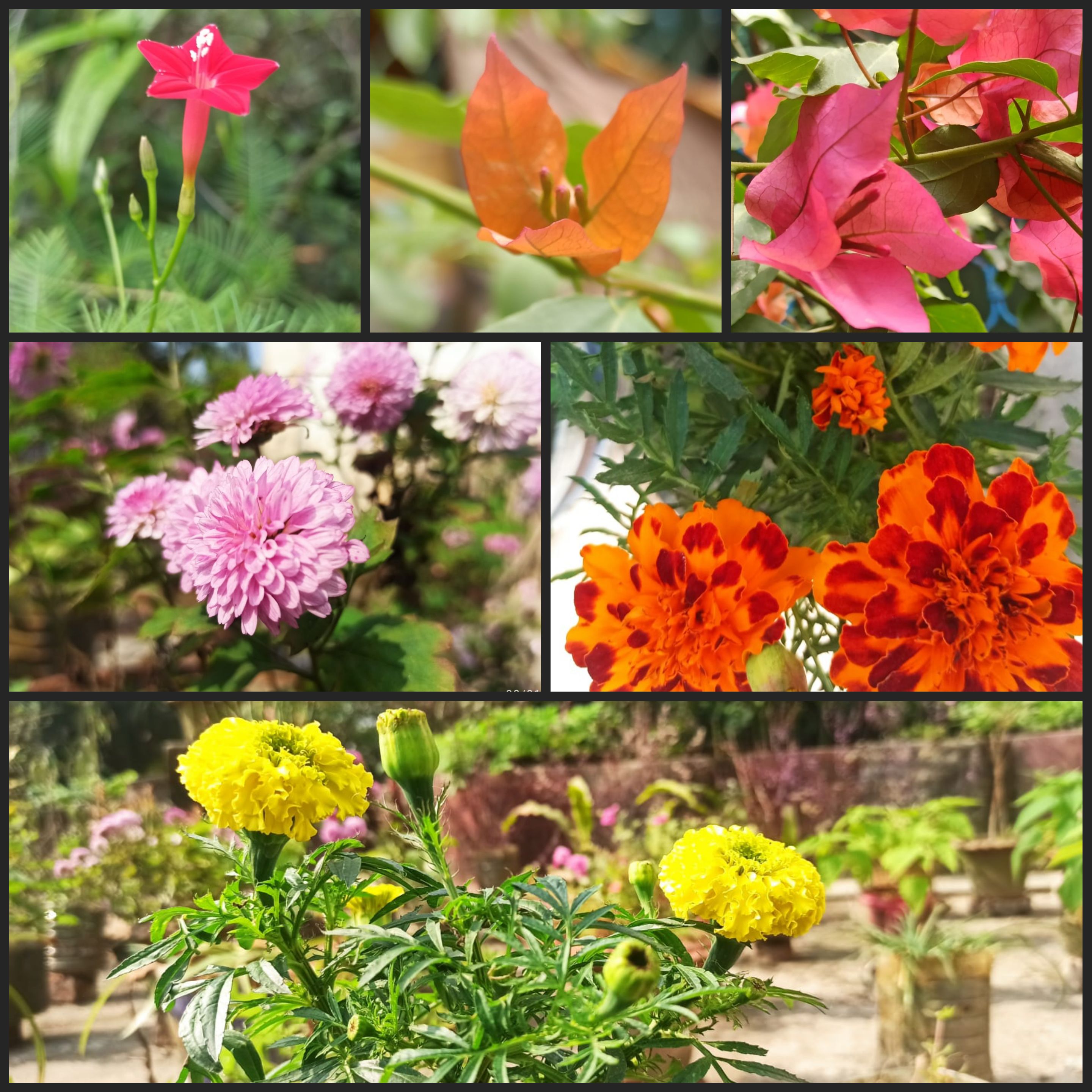 Fotografías de unas flores hermosas.