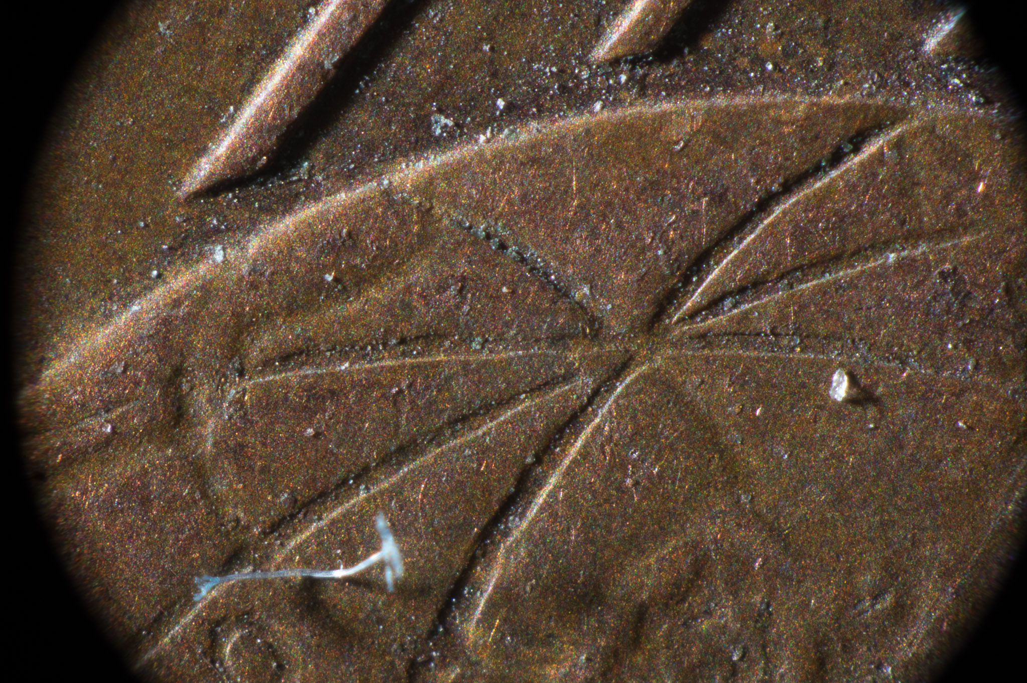 0005IMGP1133lvDecember 28, 2018.jpg