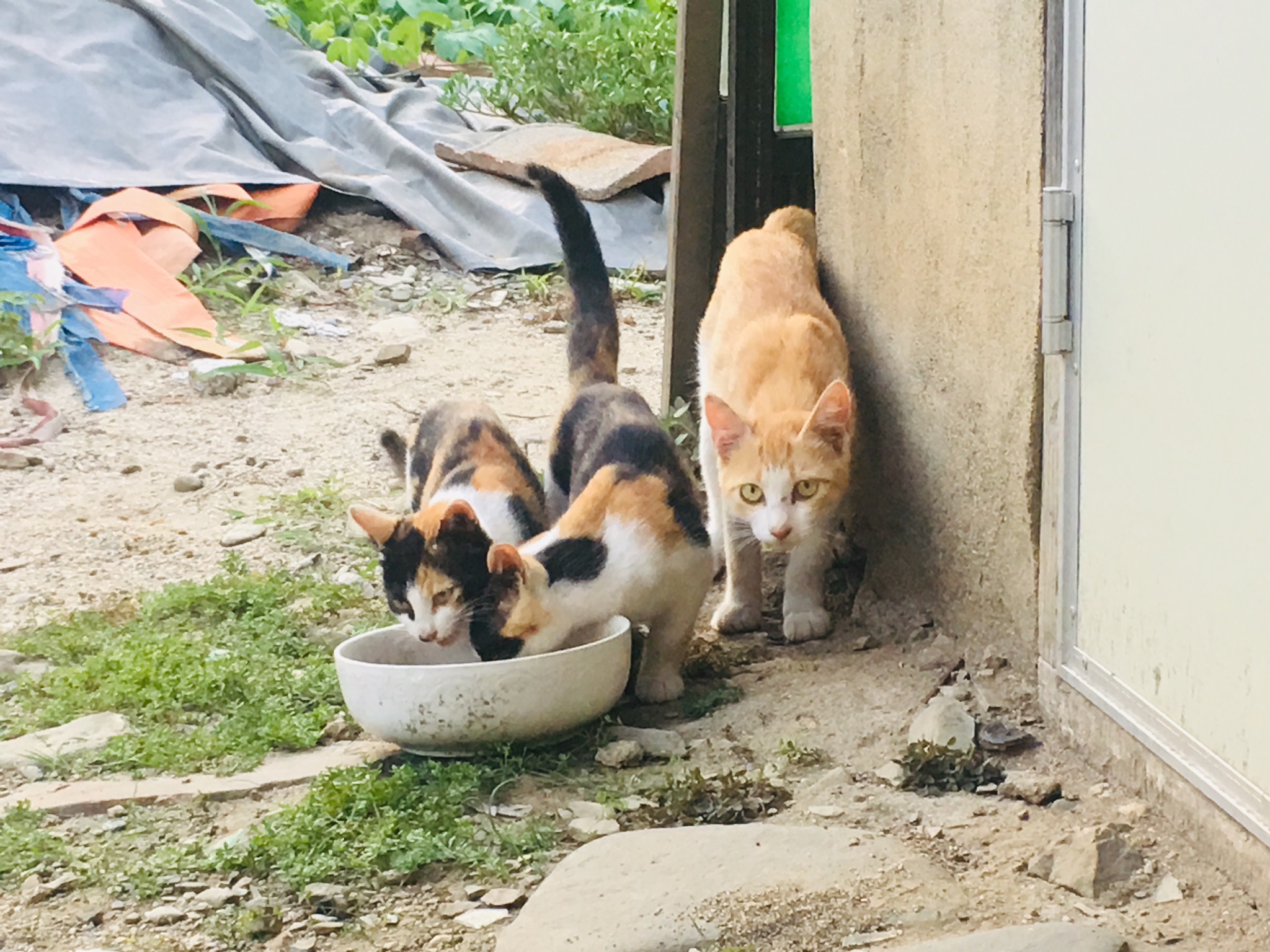 열대아에 잠이 깨졌네요. (고양이 가족)