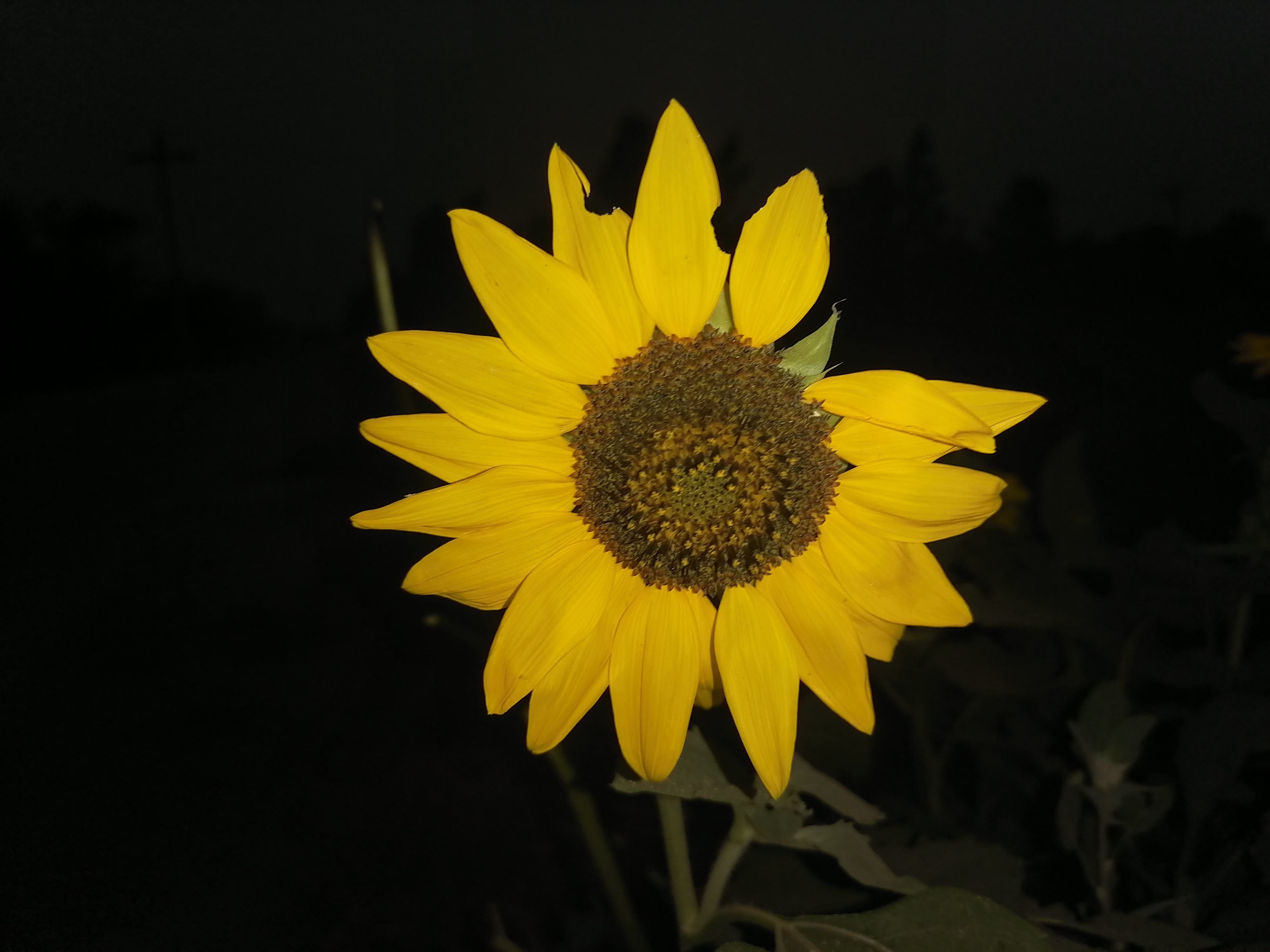 IMG_20210601_193139.jpg