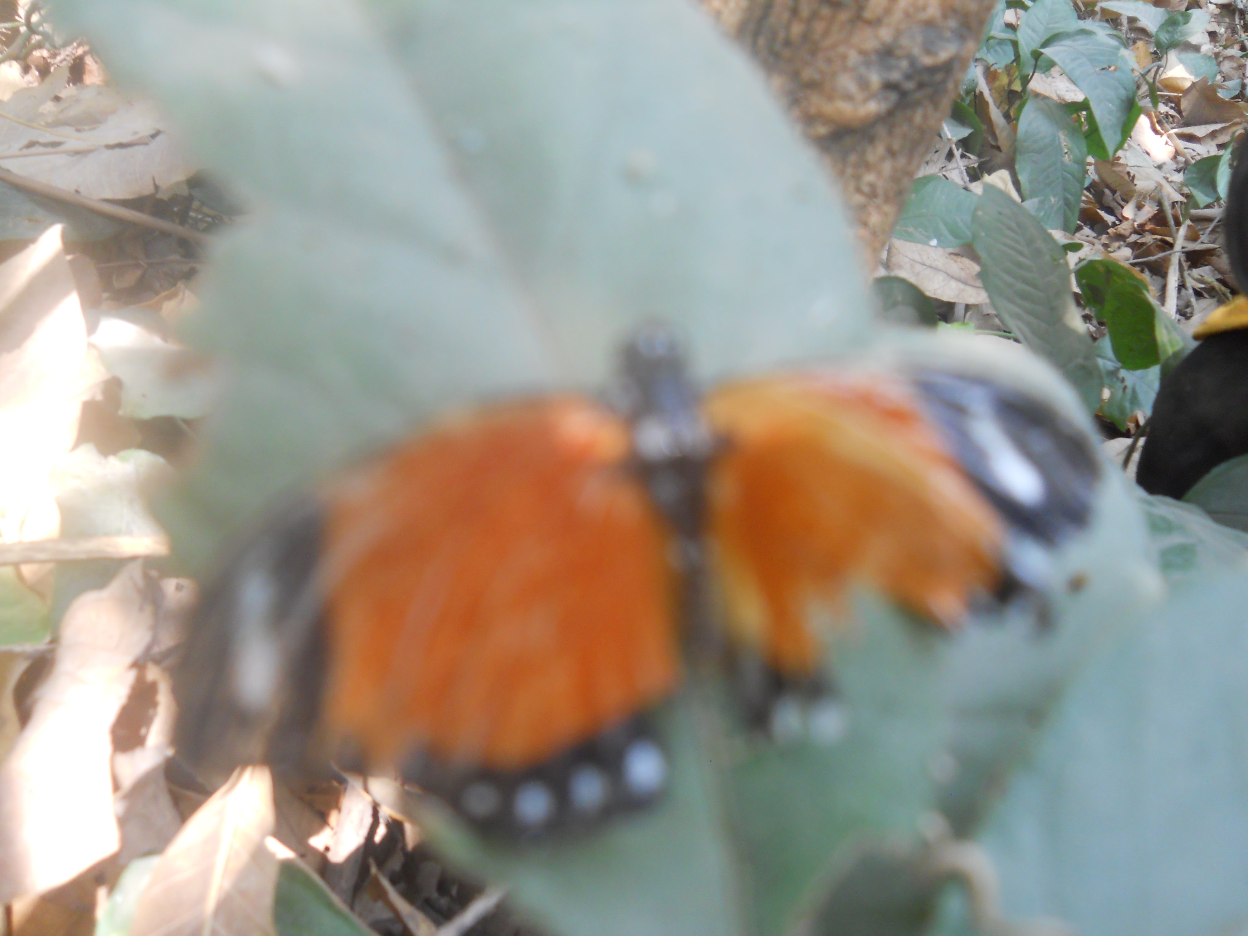 DSCN5332.JPG