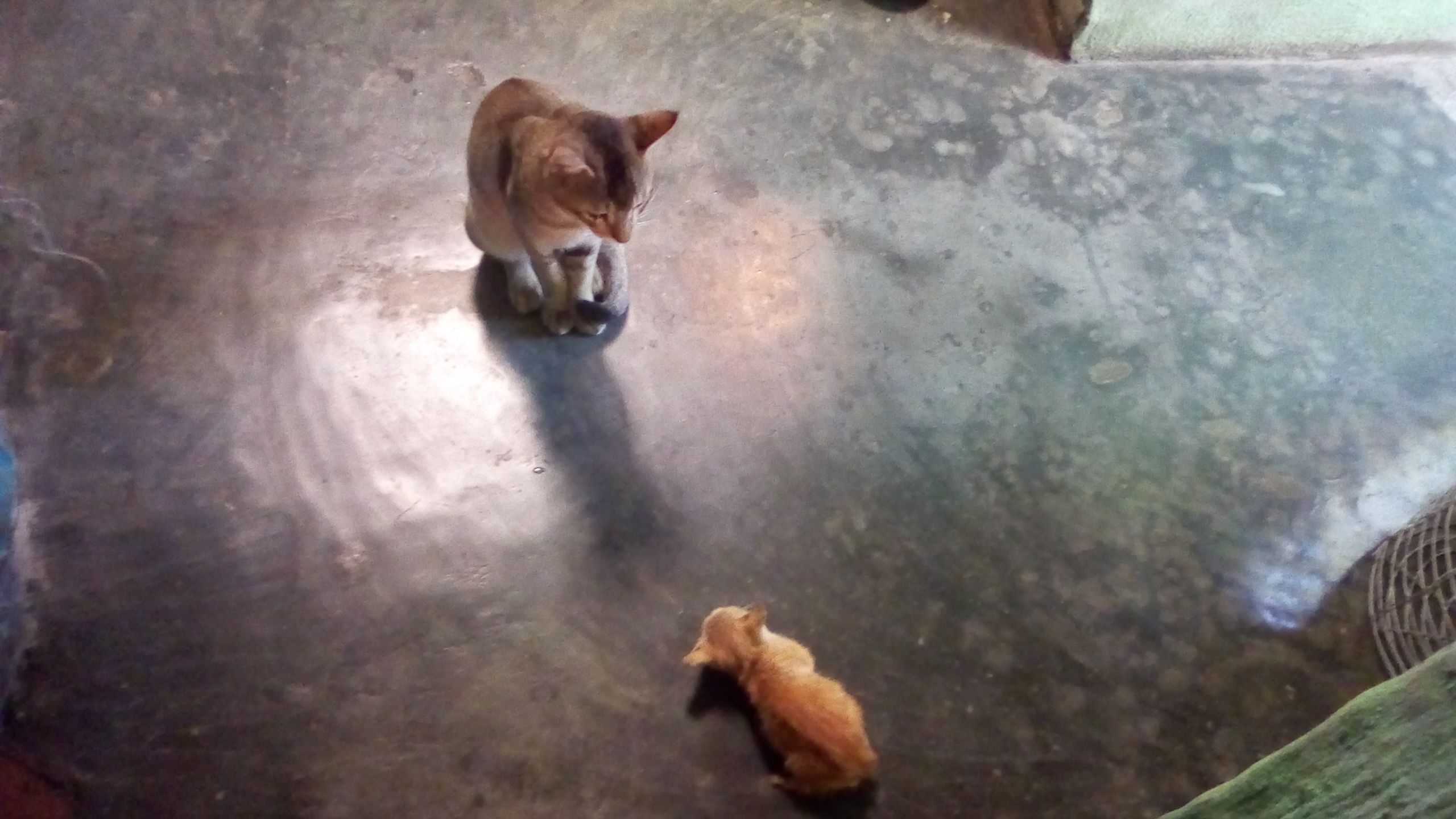 IMG_20201110_143710.jpg