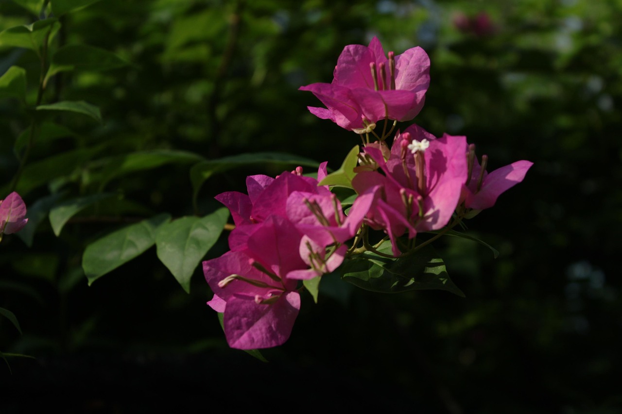 blossom-5294355_1280.jpg
