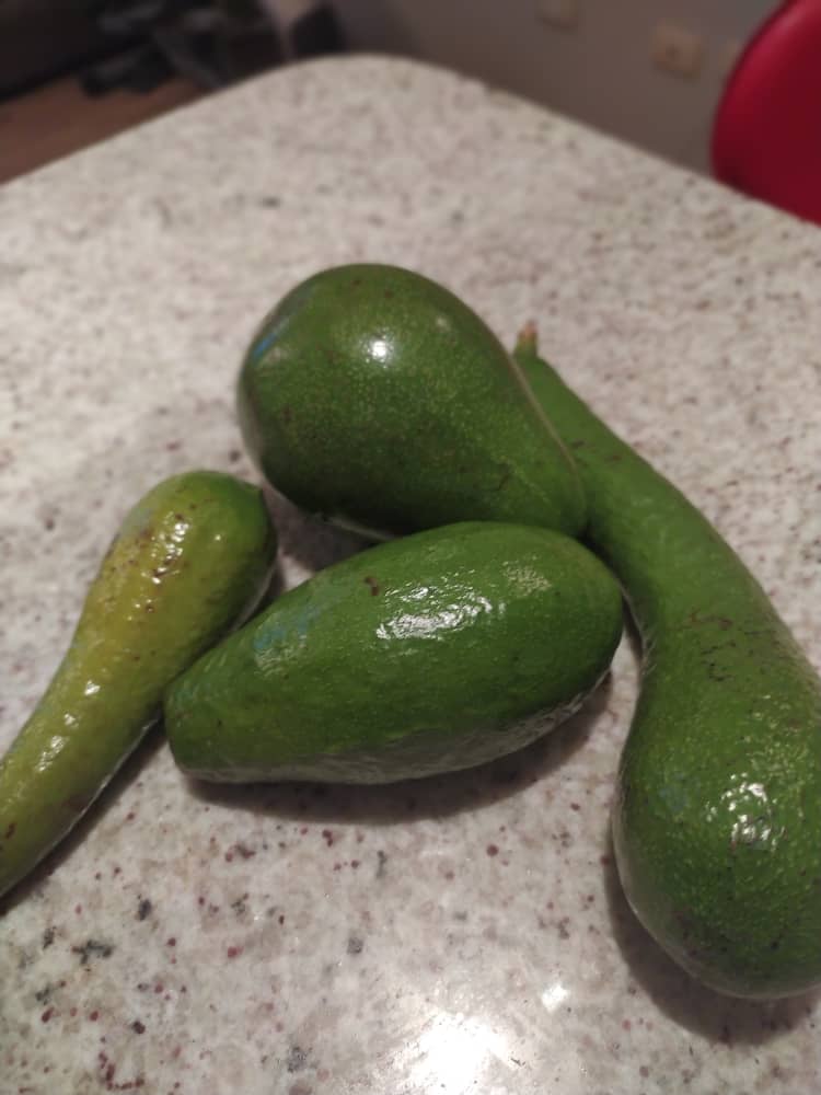 aguacate.jpg