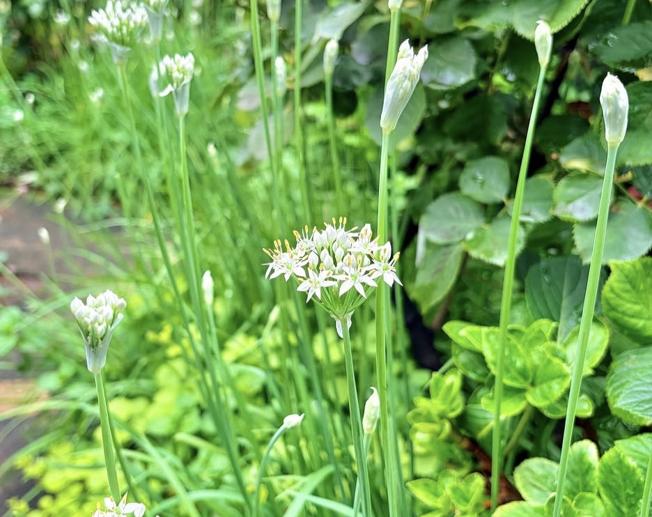Garlic Chives Flower: Tiny White Stars in Nature’s Garden