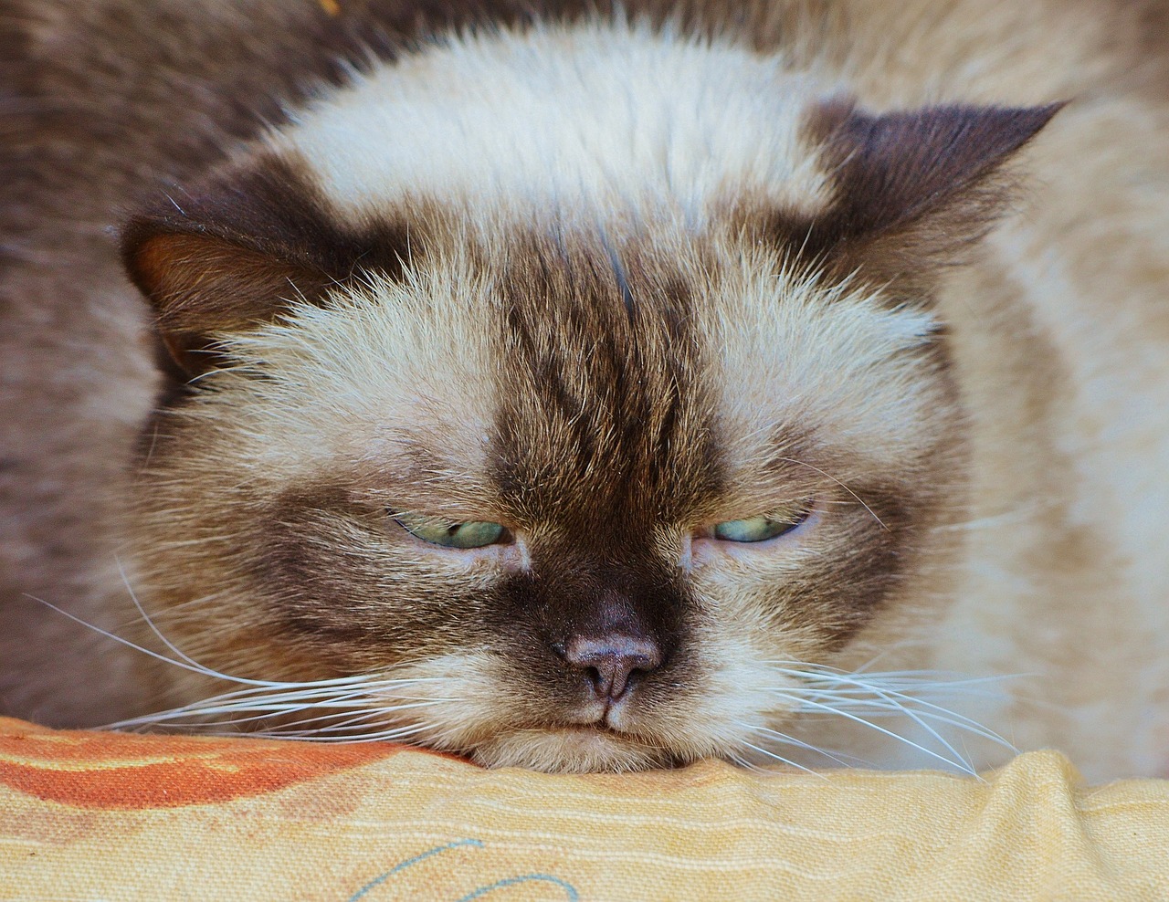 cat-1378203_1280.jpg
