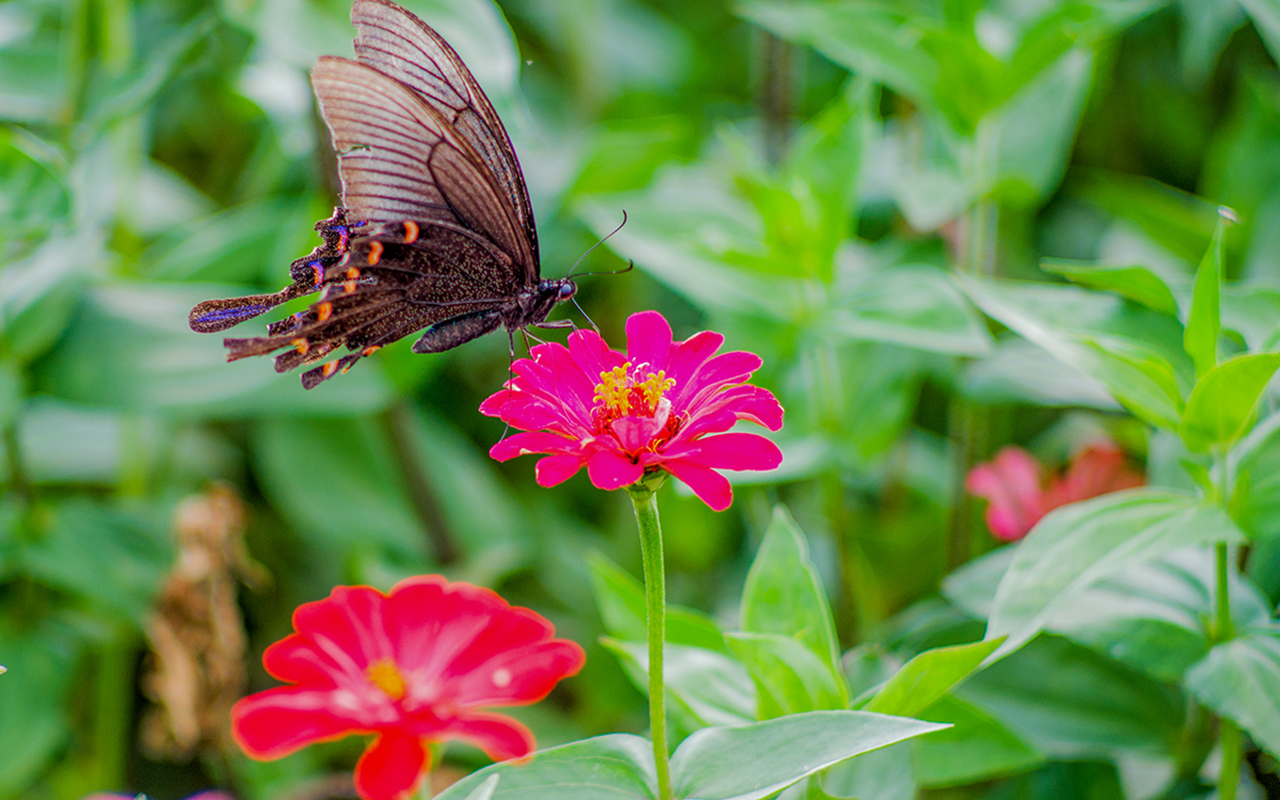 《飞鸟与夏花》每天一首自译飞鸟集（287-288/325） - Translate a poem from Stray Birds every day