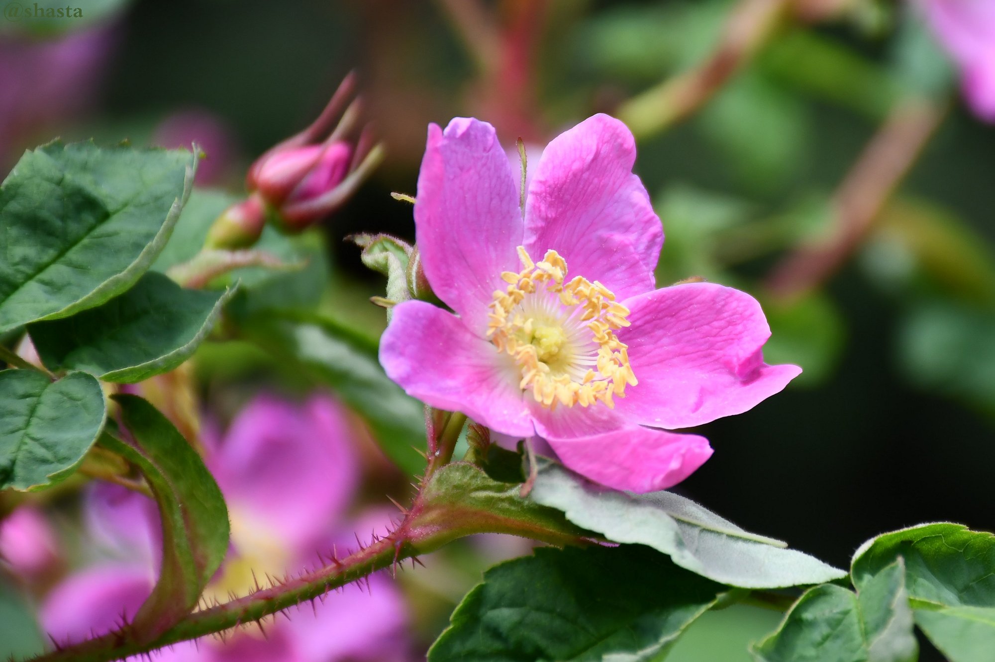 shasta2018july8th47wildalaskanrose7io.jpg