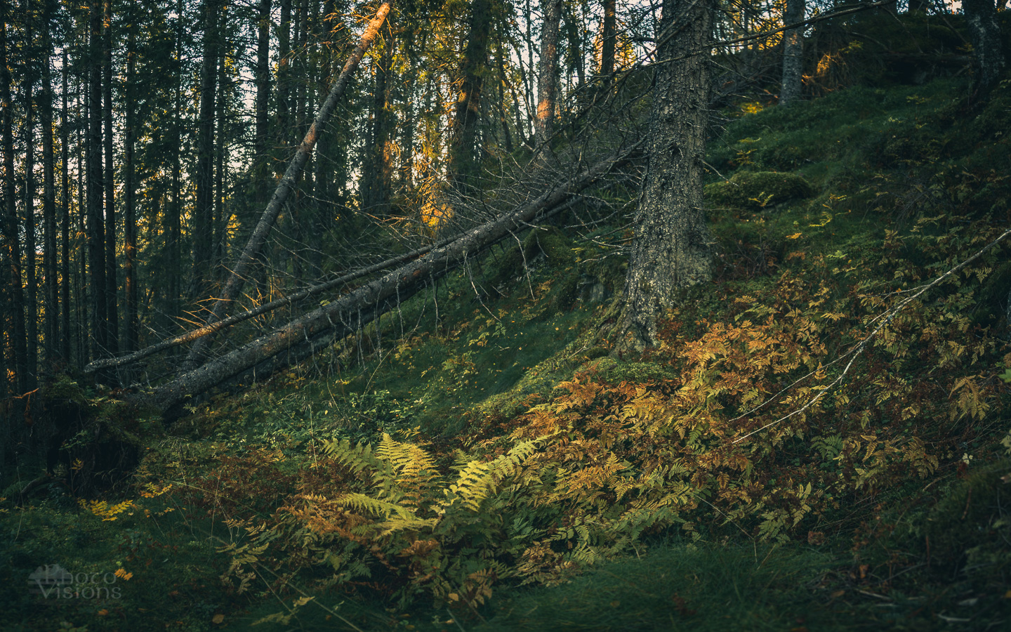 _MG_0369-Pano.jpg