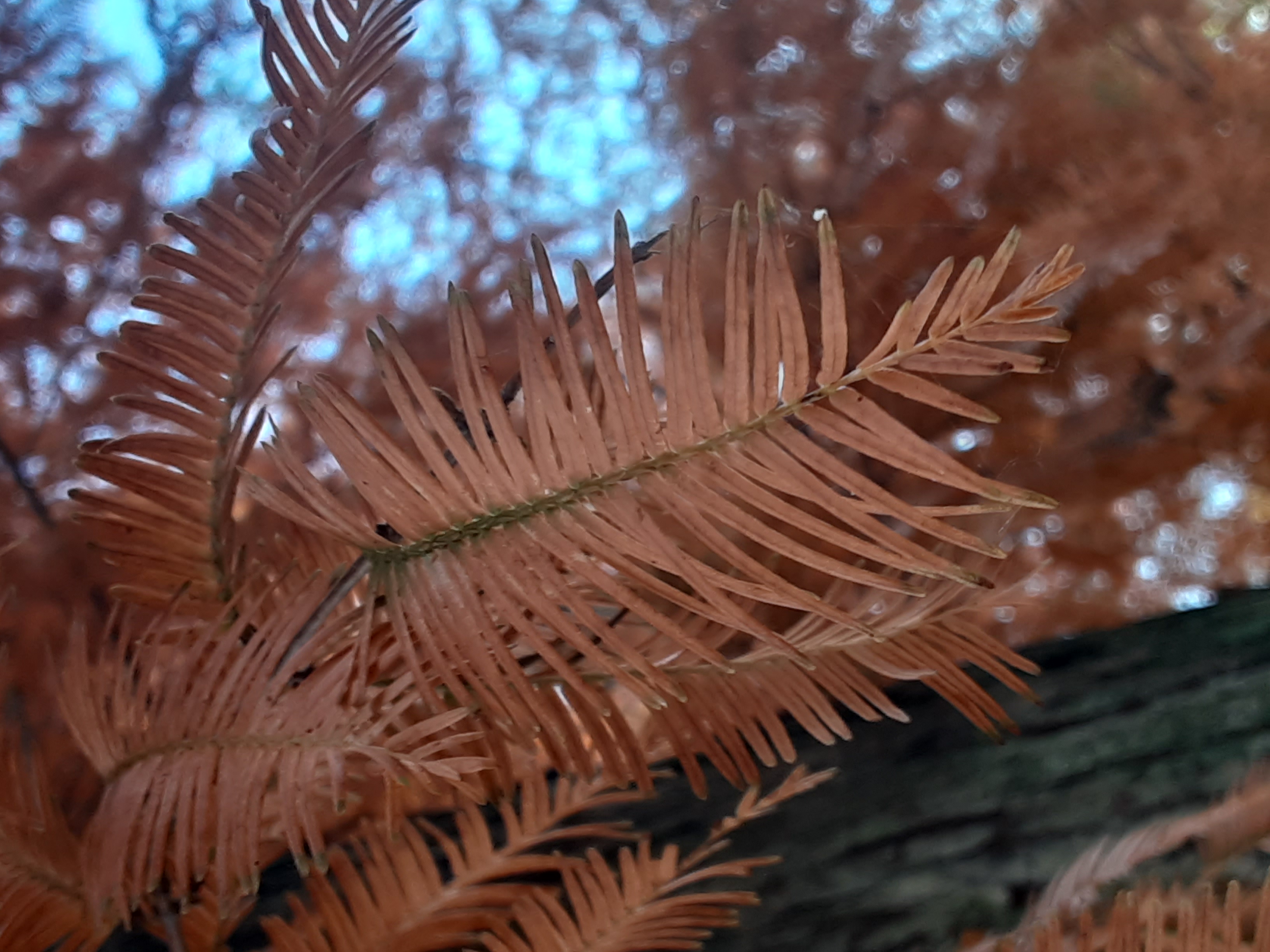 20241205_081317.jpg