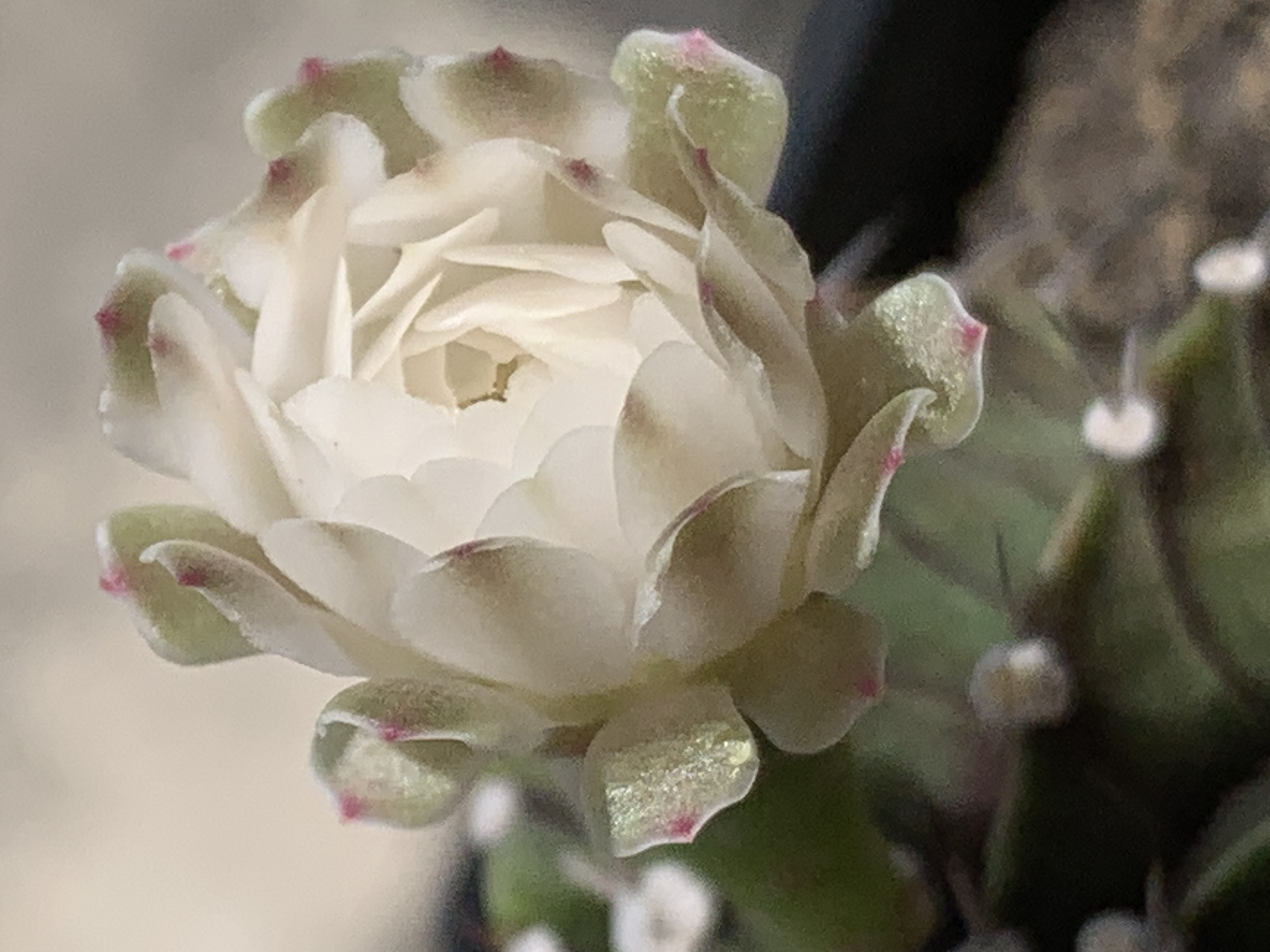 my little garden1.jpg
