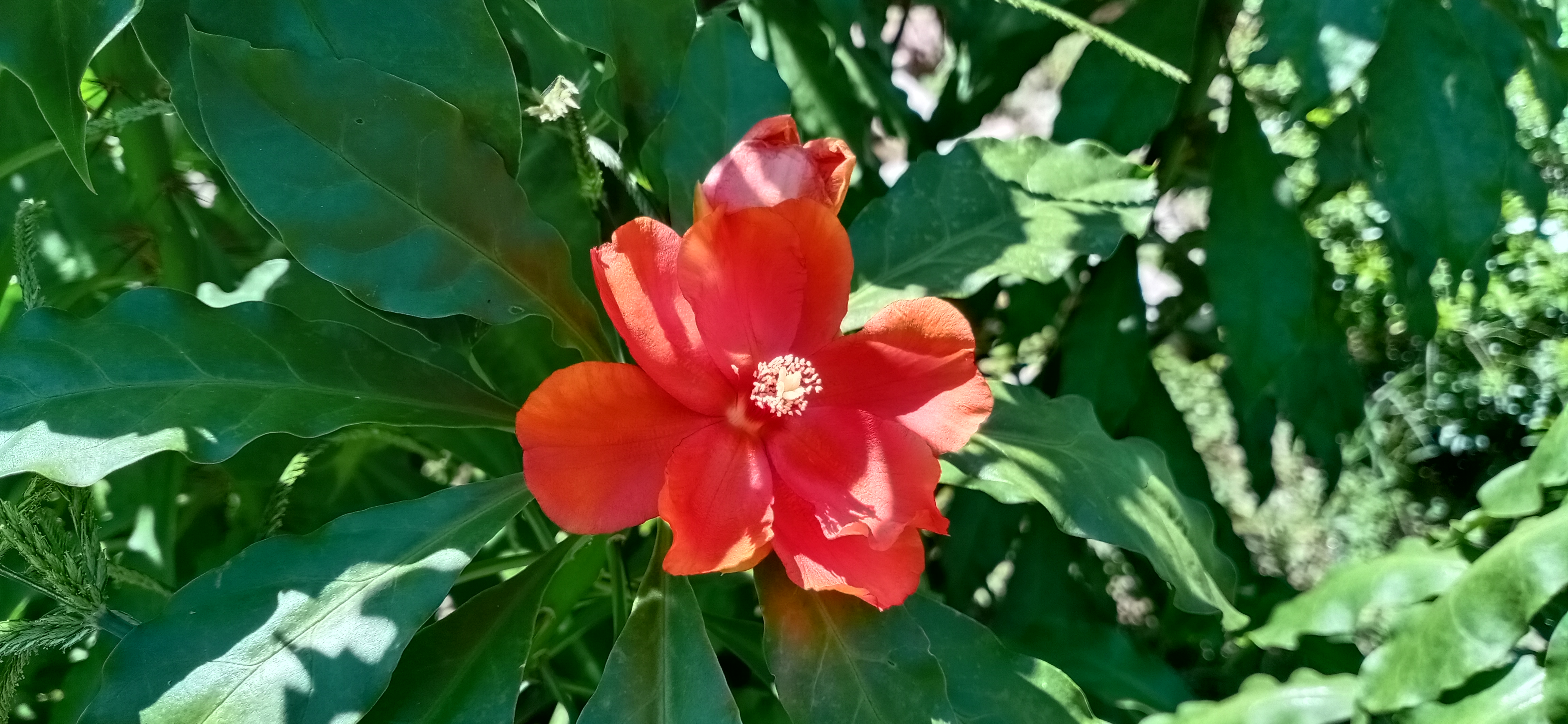 IMG_20200505_105844.jpg