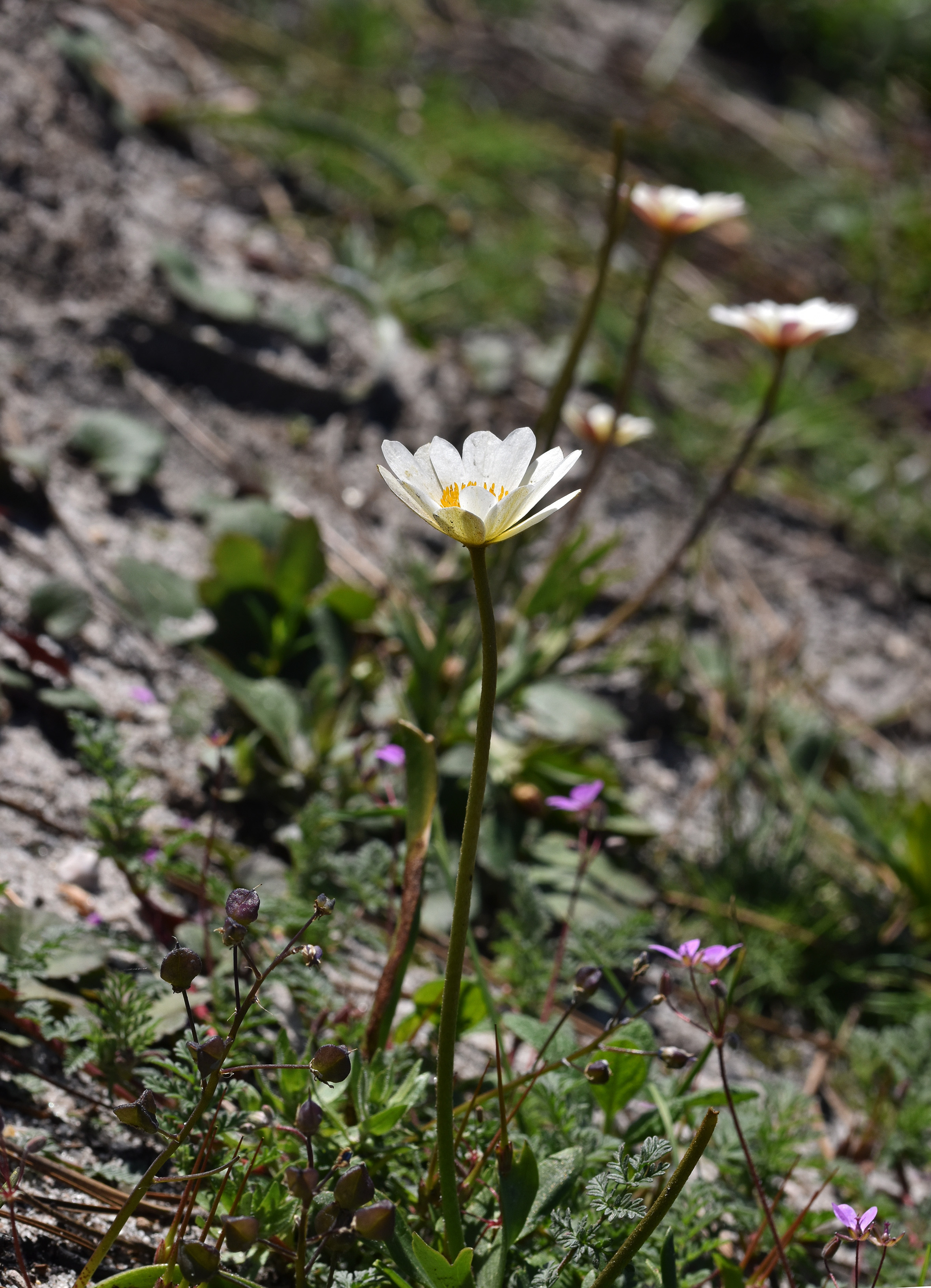 wildflower spring daisy 2.jpg