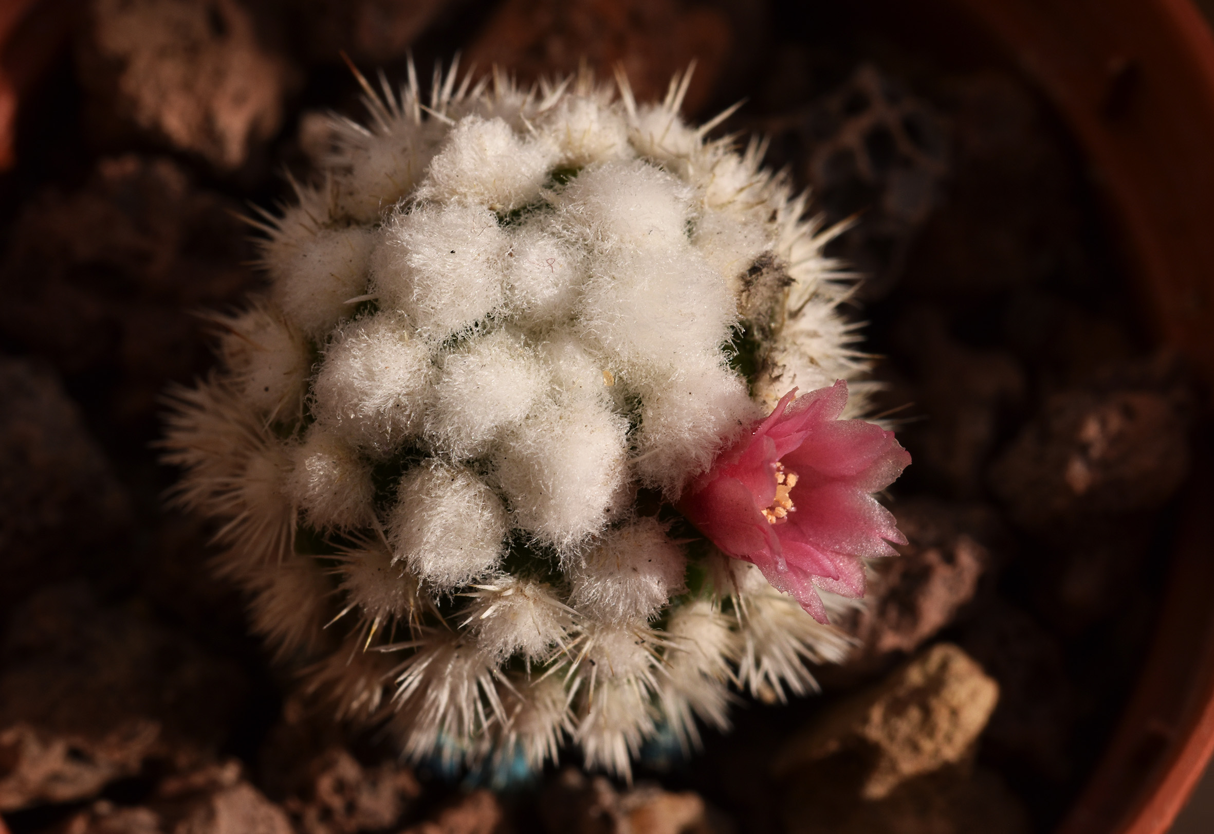 Mammillaria Gracilis Snowcap flower 4.jpg