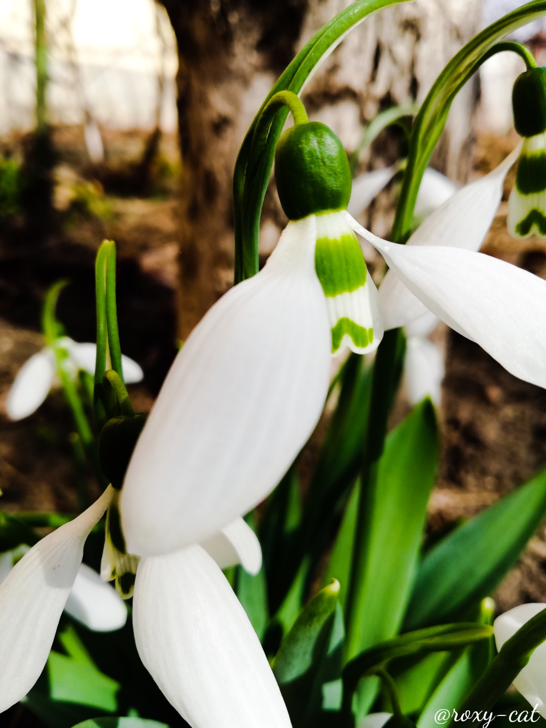 WaterMark_2019-03-09-13-58-10.jpg