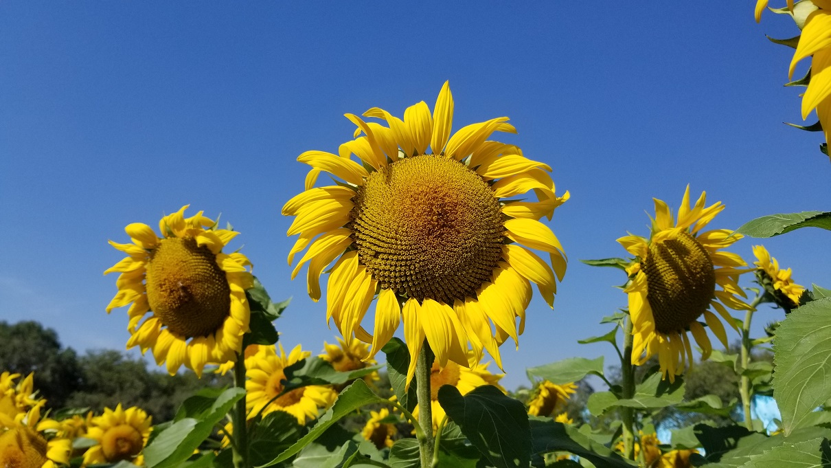 向日葵花海 / Sunflowers