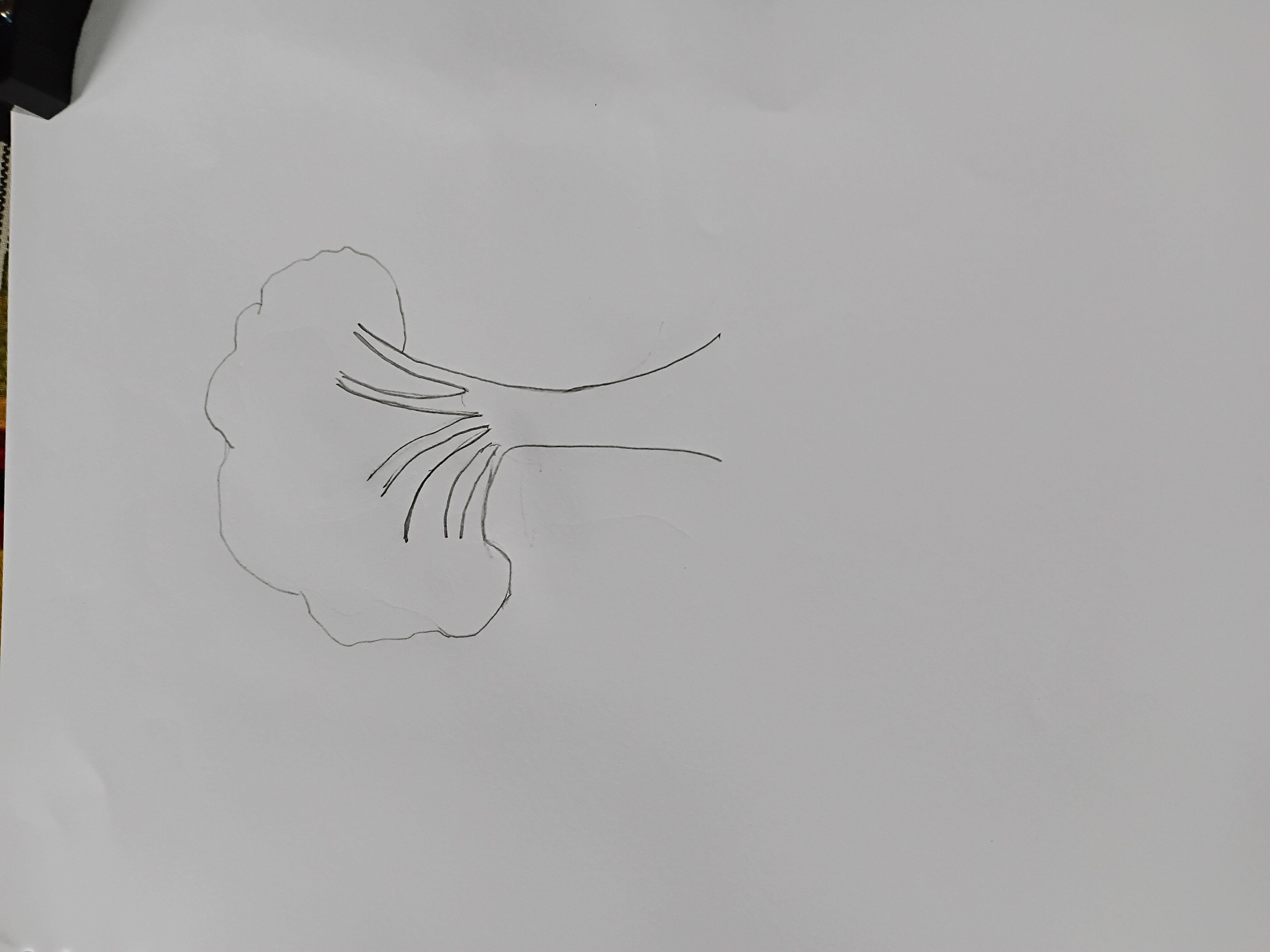 45861.jpg