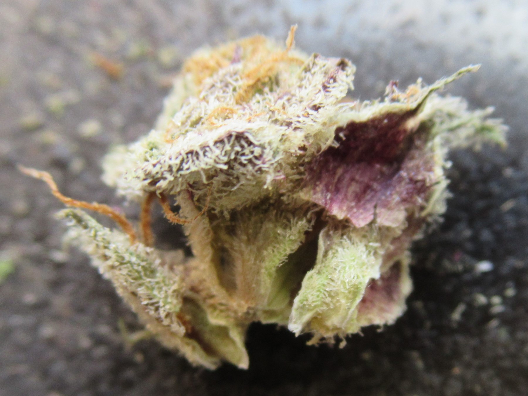 microsplitpurp.jpg
