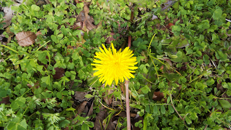 20200223dandelion.png