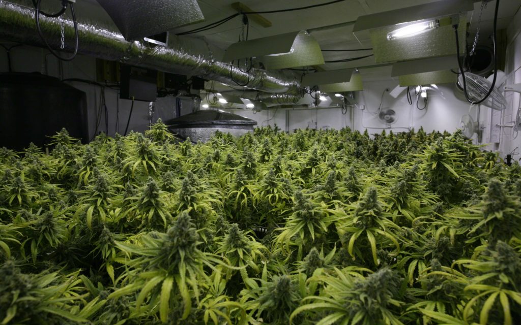 nico-colorado-potent-limit-pot-big-1024x640.jpg