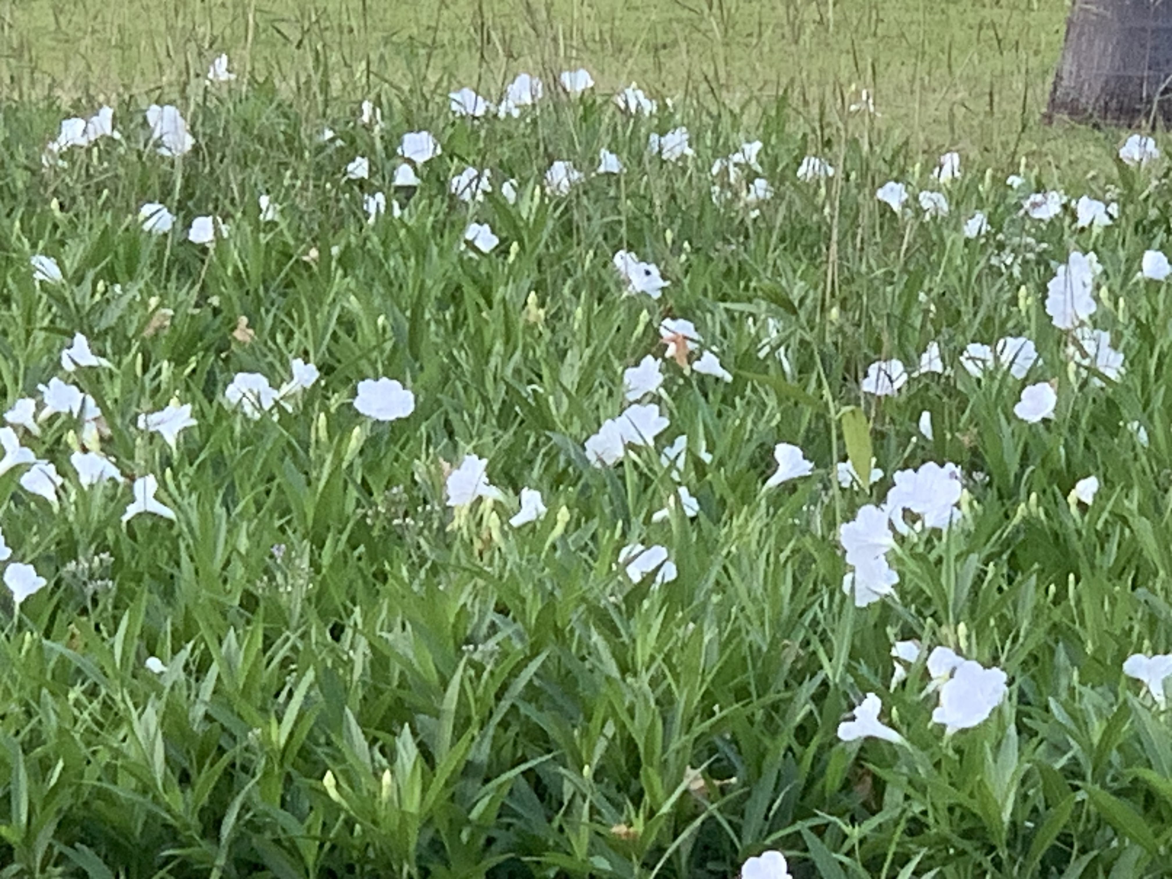 Chatuchak Park101.jpg
