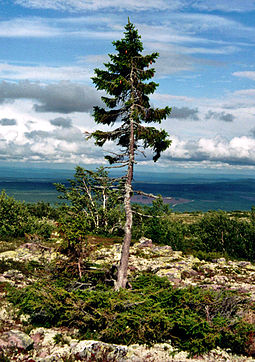 Old Tjikko.jpg