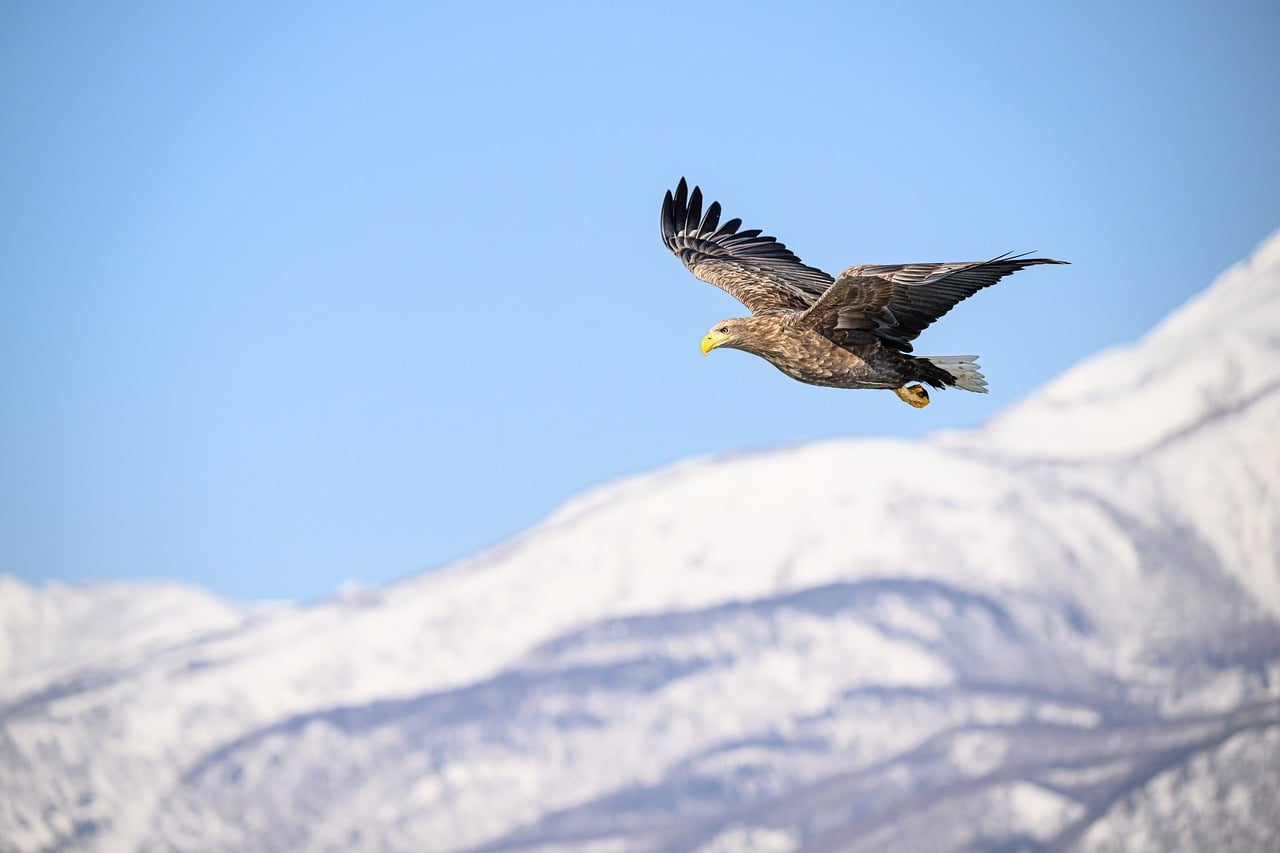 pen_ash-white-tailed-eagle-10238352_1280.jpg