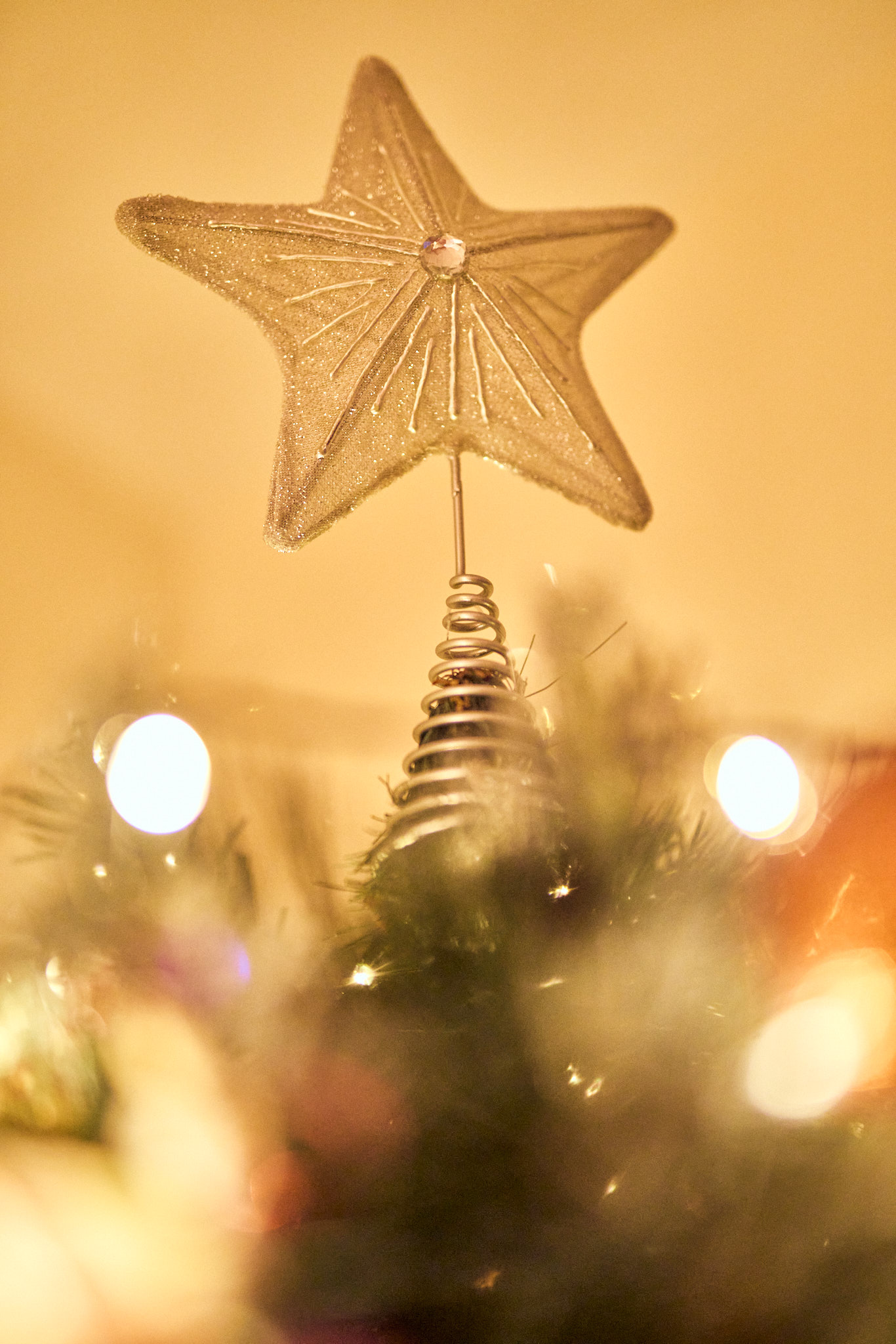 Tree 244.jpg