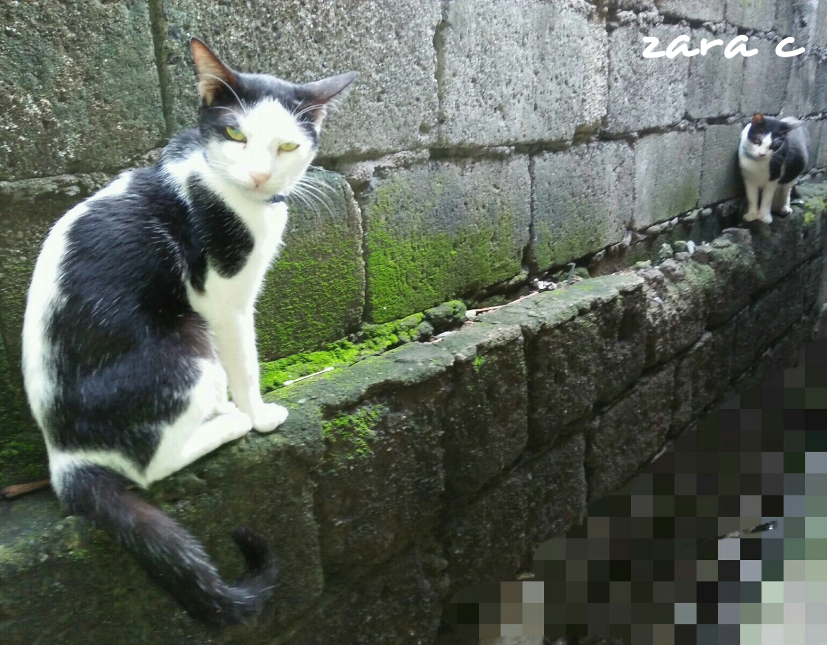 PhotoGrid_1581940412380.jpg