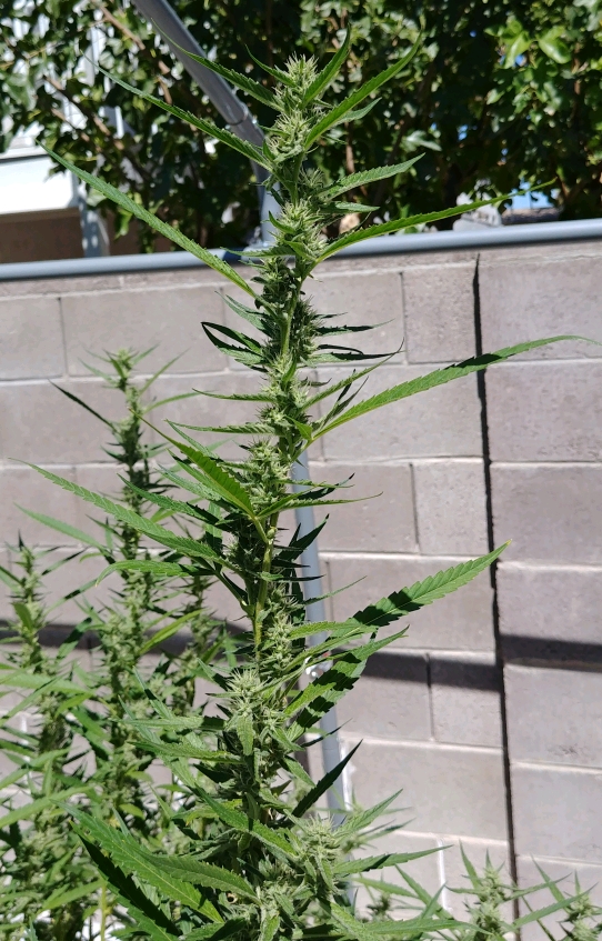 20180908_114950_crop_542x847.jpg