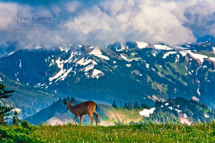 Olympic-Photo-by-Anna-Gorin.jpg