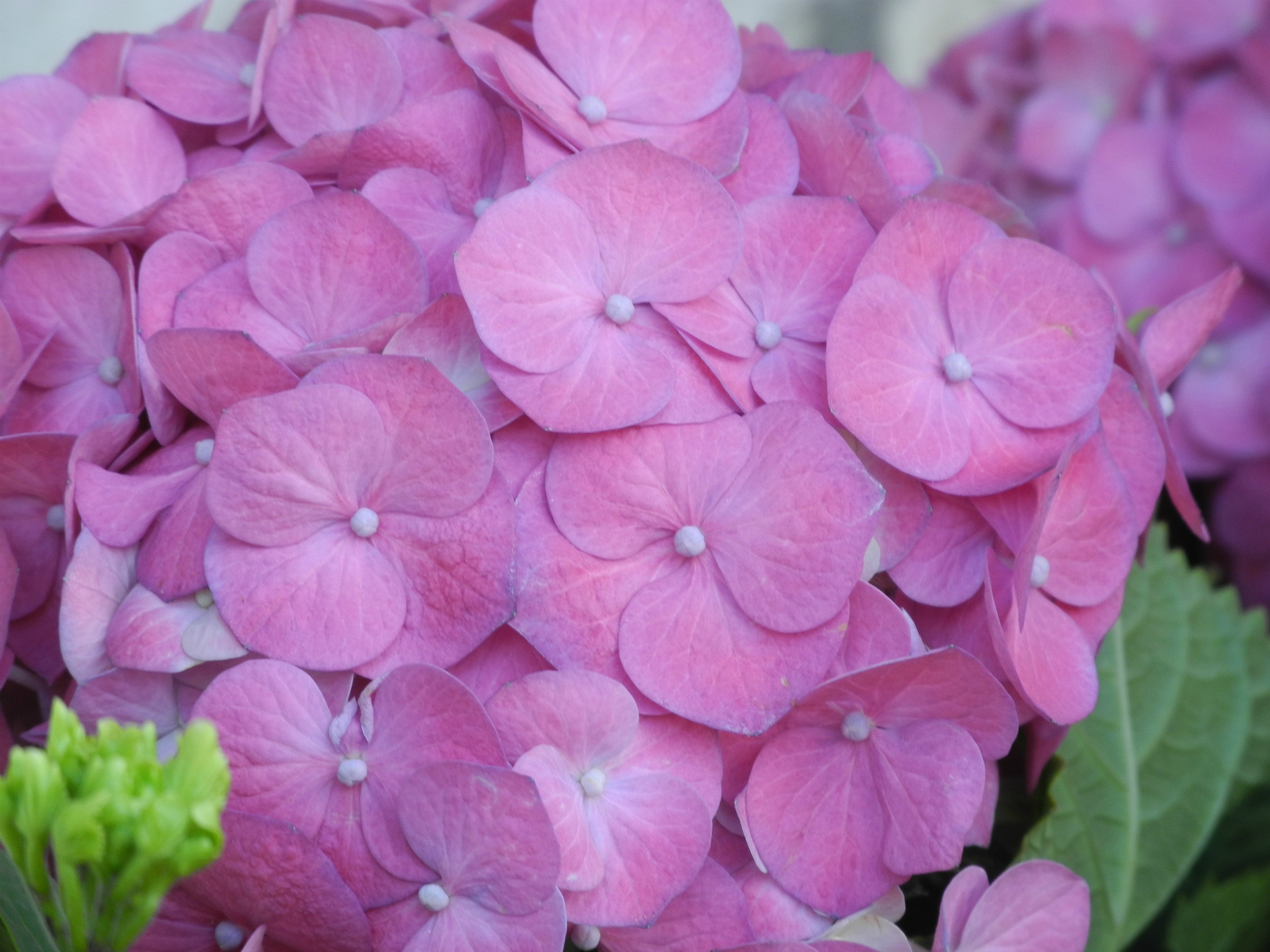 DSCN8058.jpg