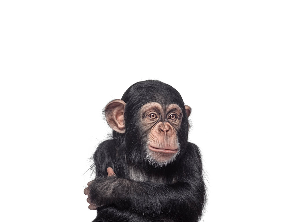 kisspng-chimpanzee-sumatran-orangutan-sumatran-orangutan-m-orang-utan-5b3e5fd2ce3b53.8252046115308144188447.jpg